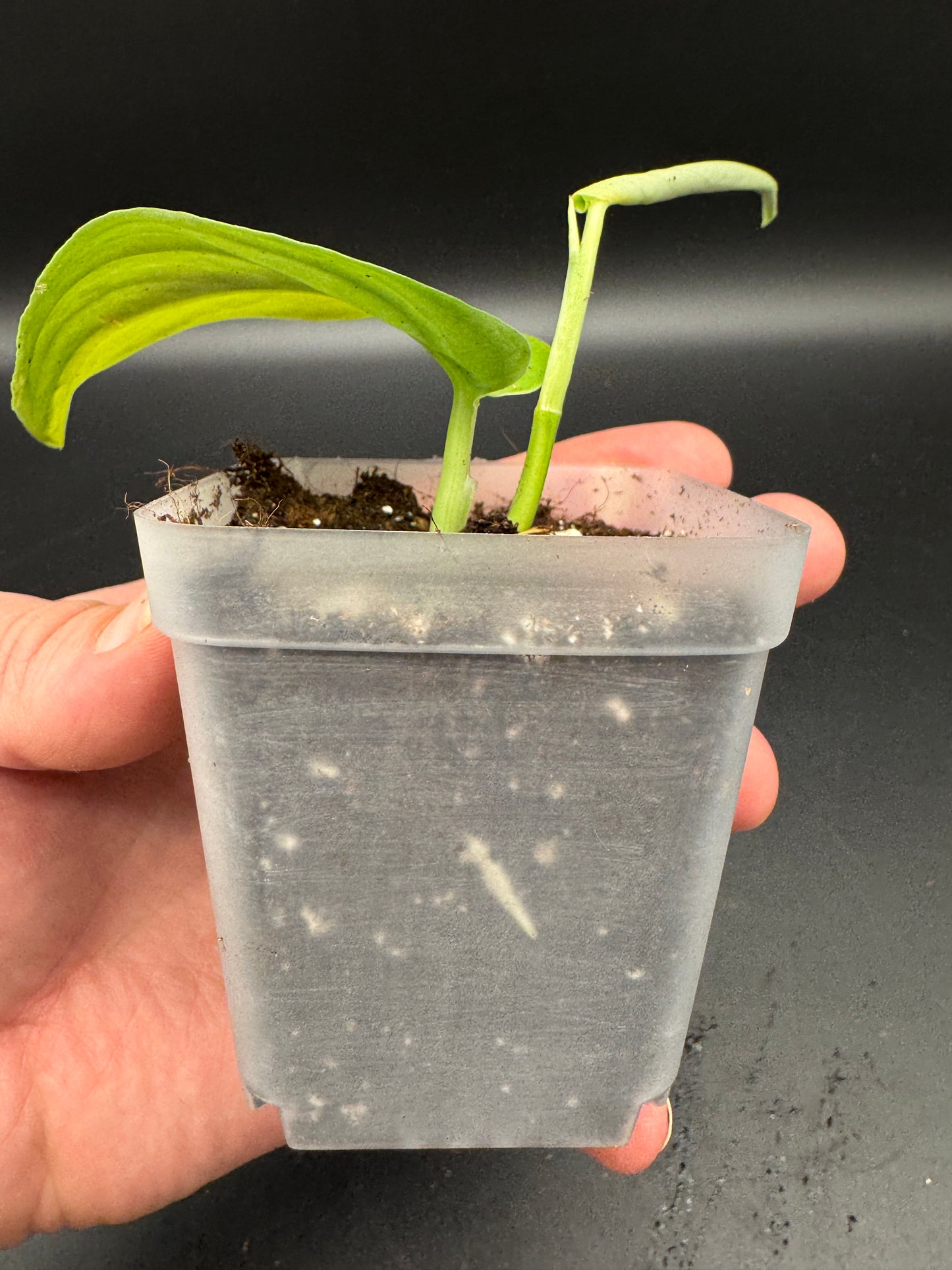 Scindapsus Jade Satin Aurea variegata