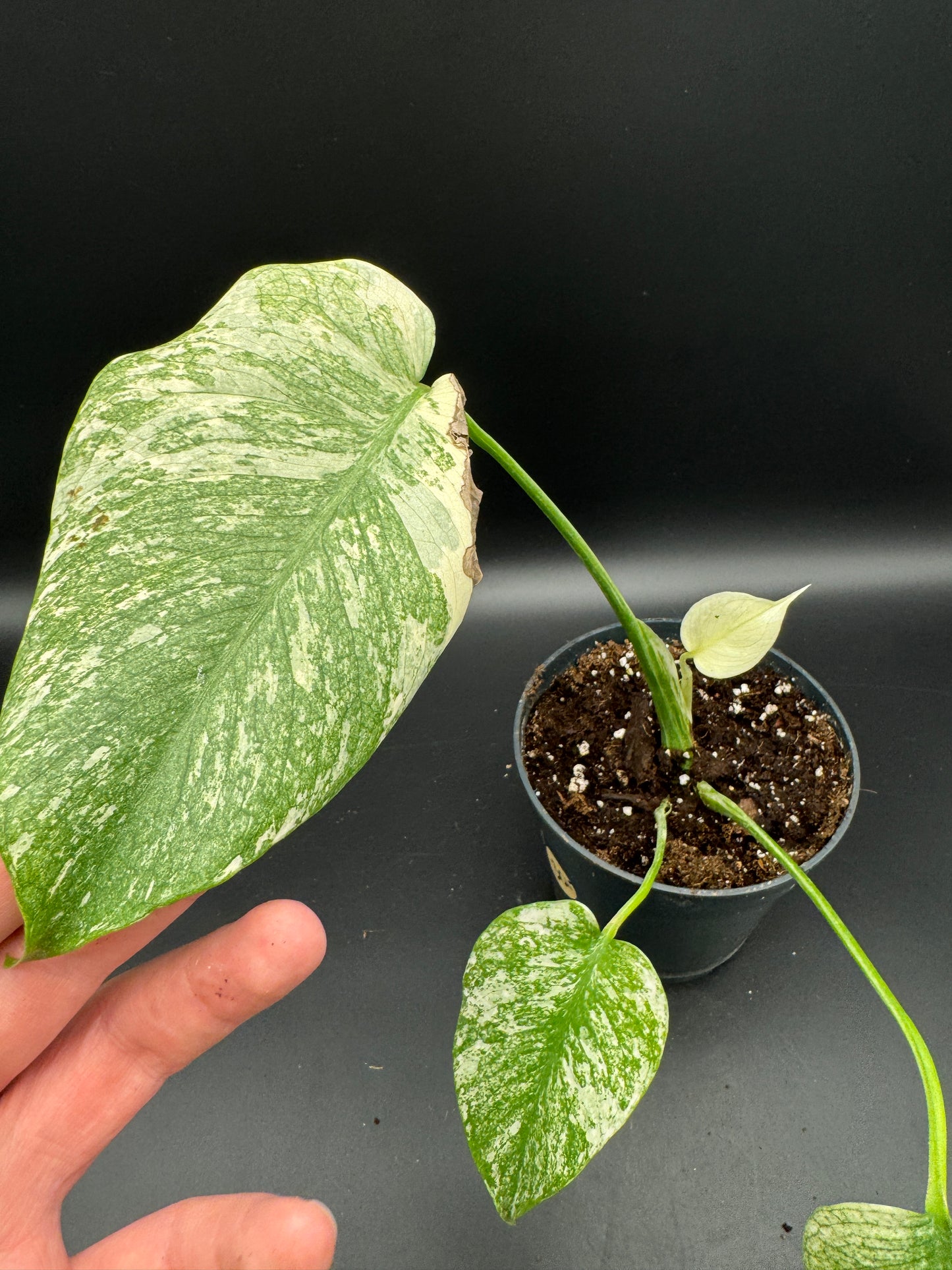 Monstera mint variegata mit Neuaustrieb