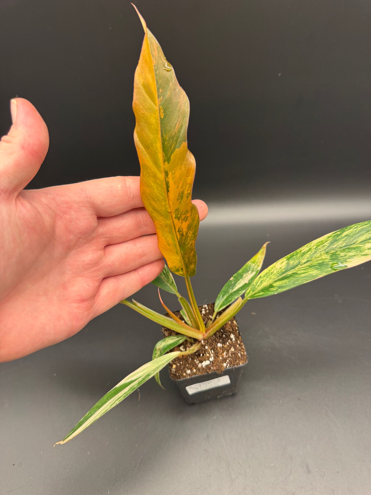 Philodendron caramel Marble variegata