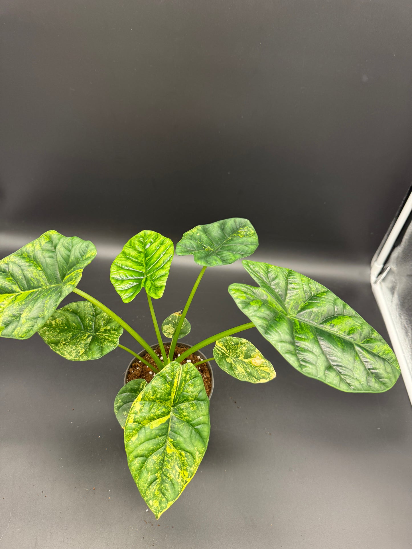 Alocasia sinuata aurea variegata