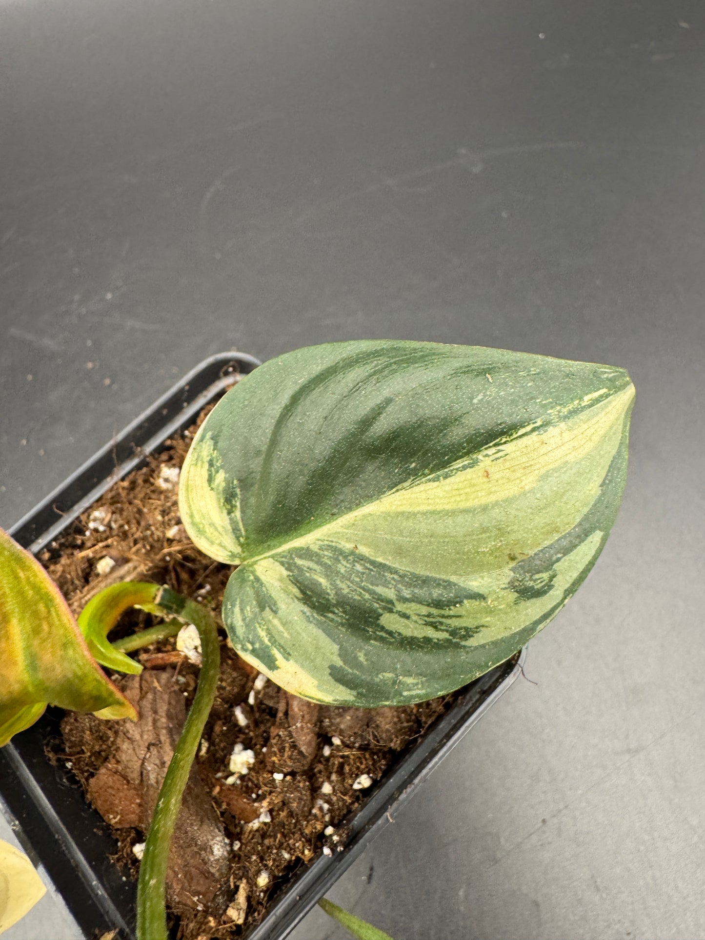 Philodendron micans variegata