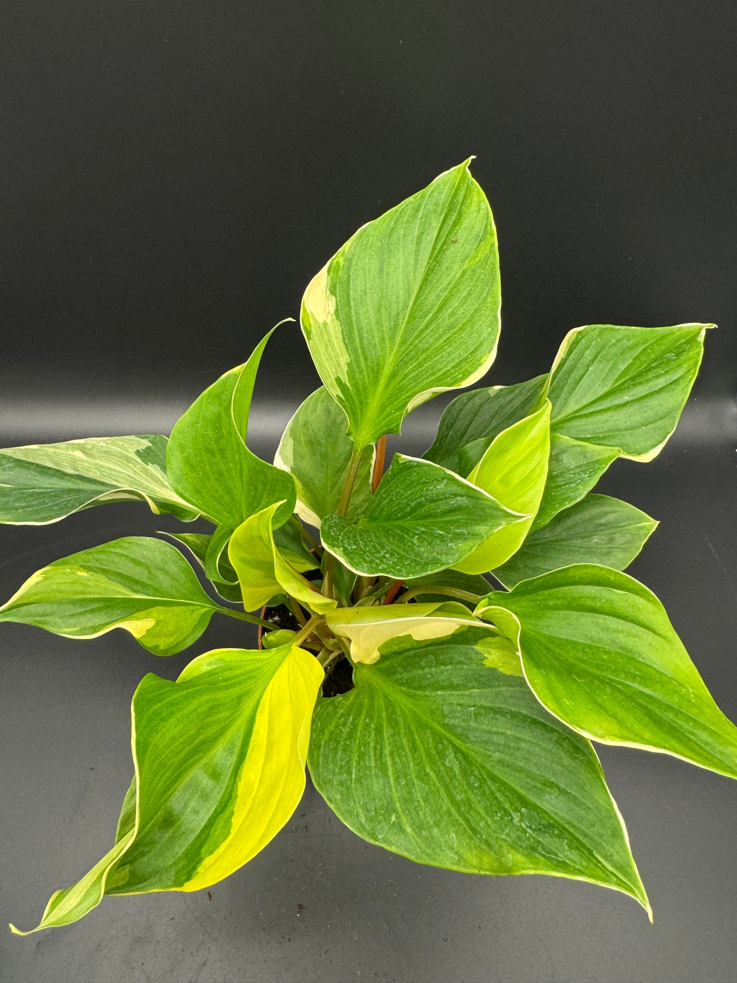 homalomena sunshine gem variegated