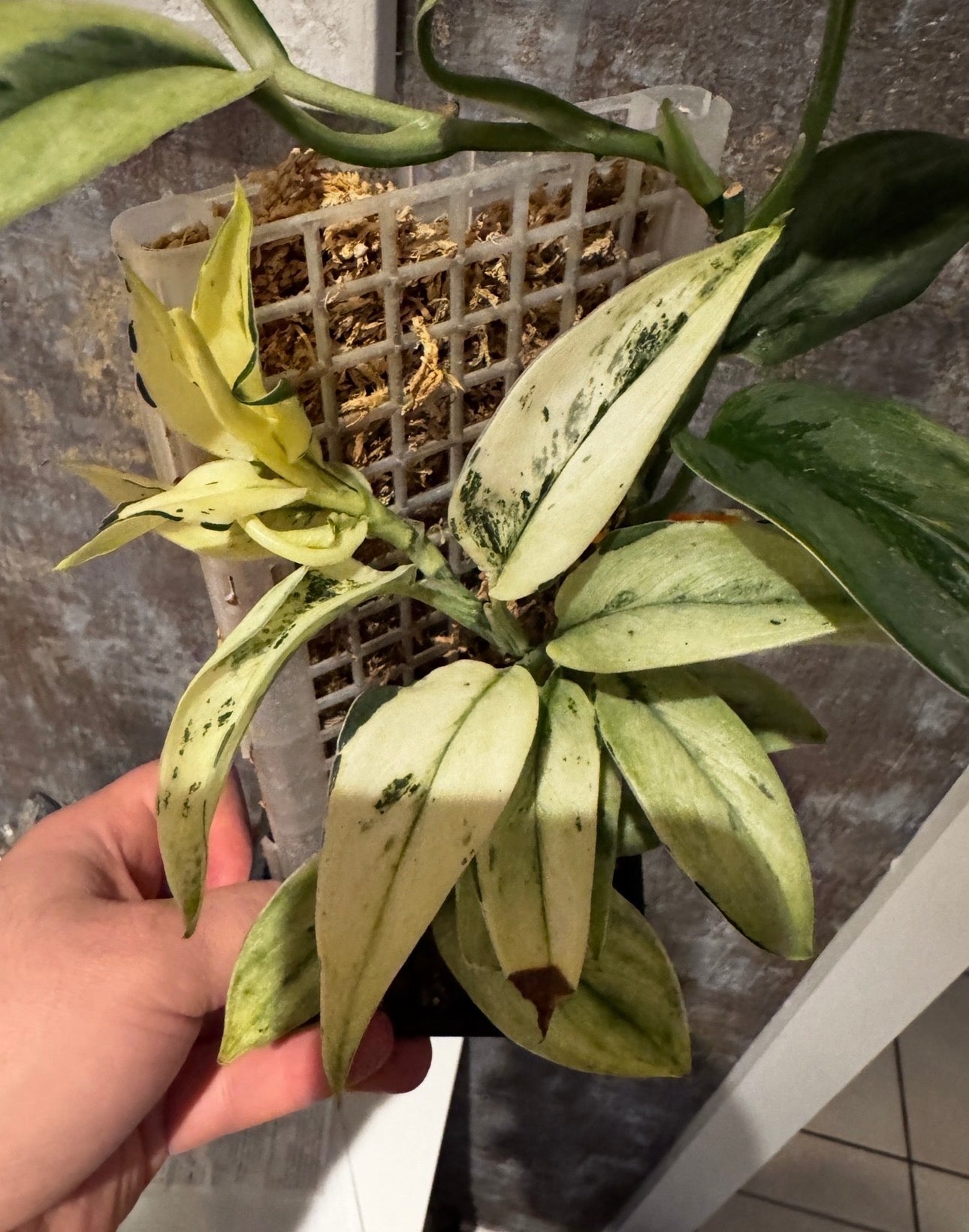Scindapsus super Star