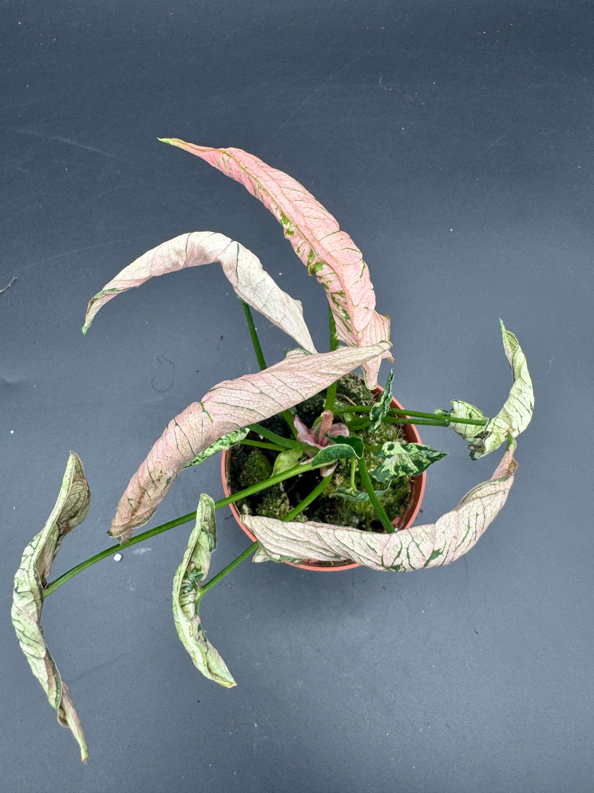 Syngonium pink rolli