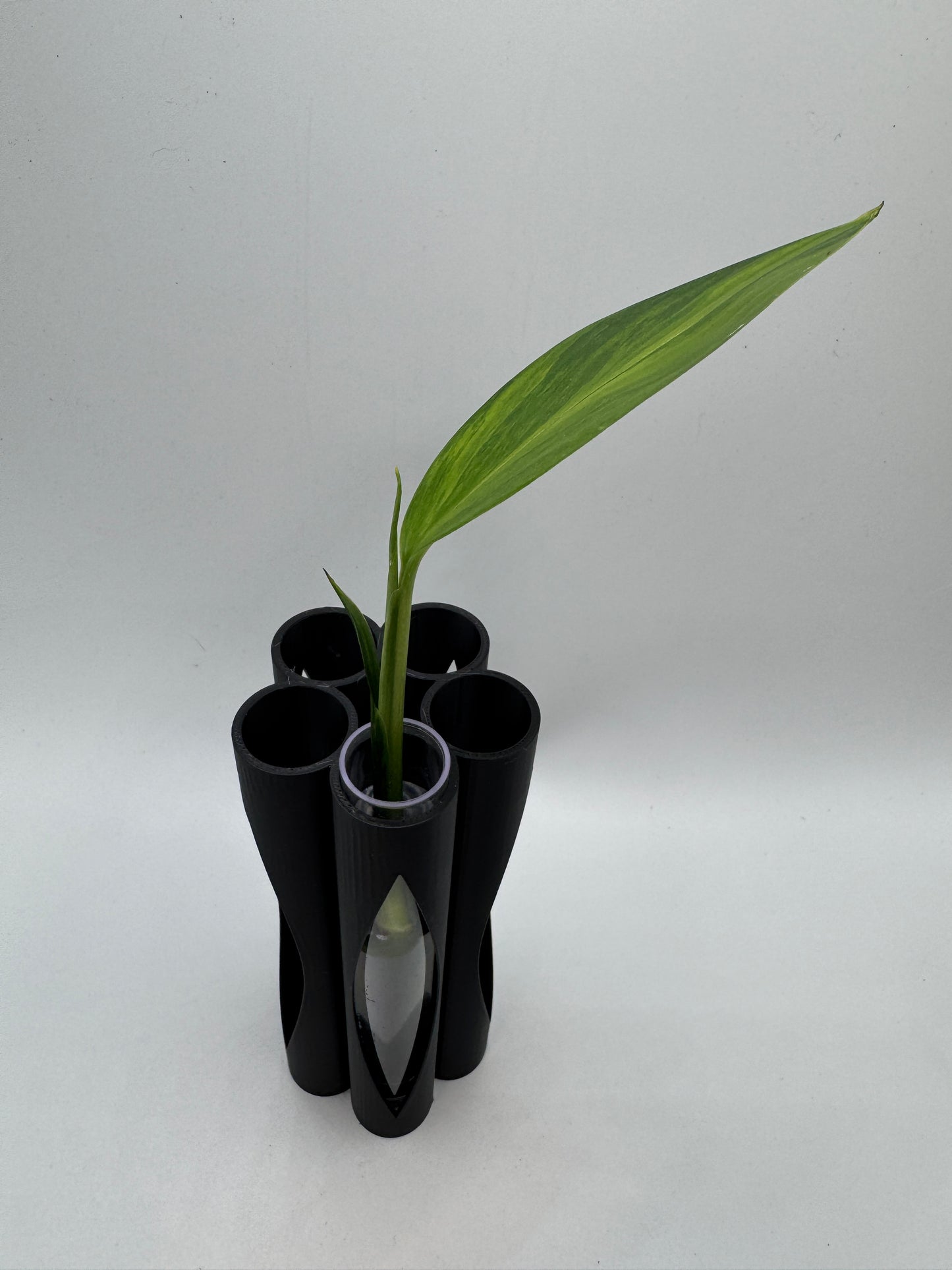 Vase für Stecklinge inkl. 5 Gläser