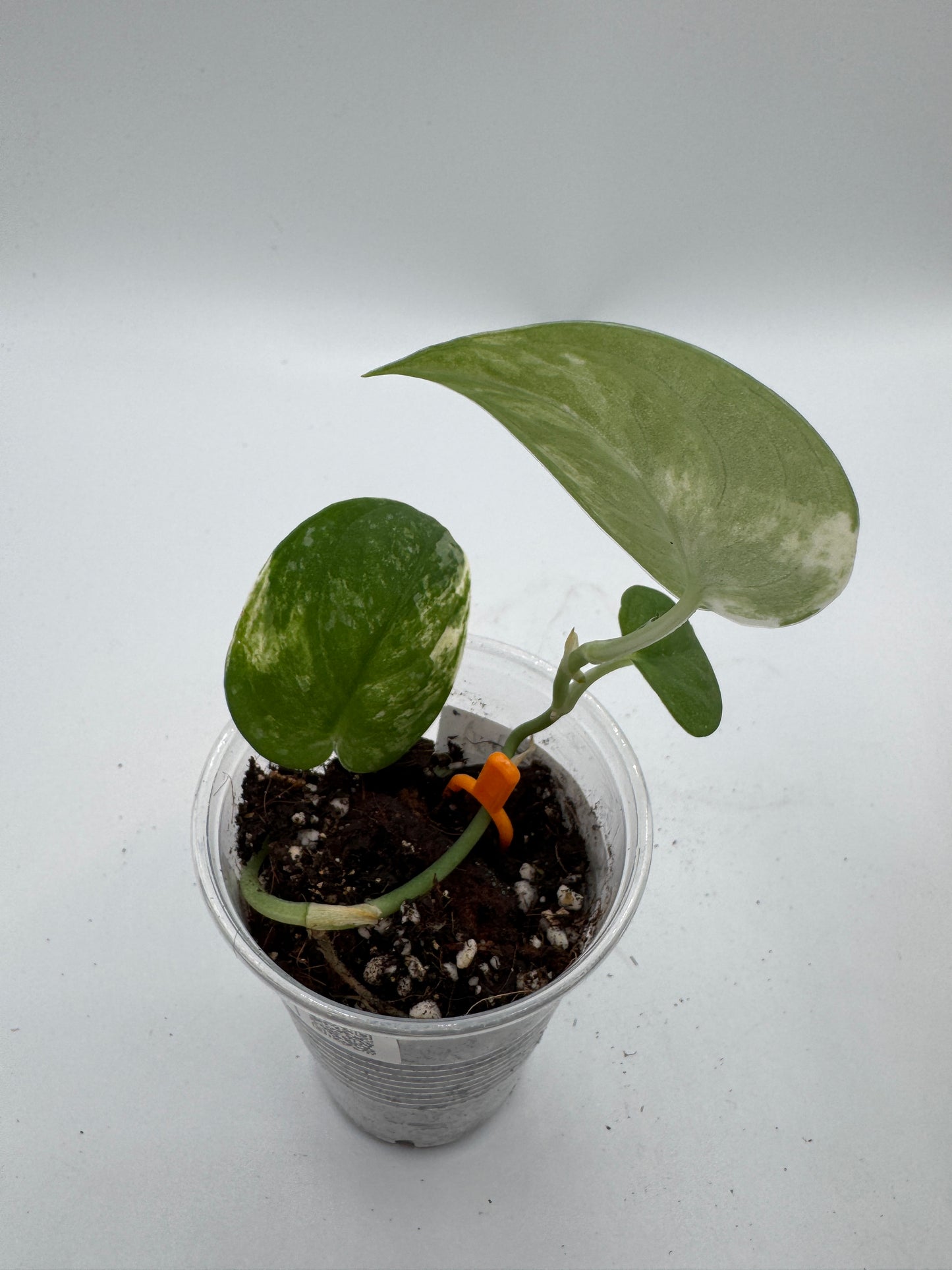 Scindapsus mangurai