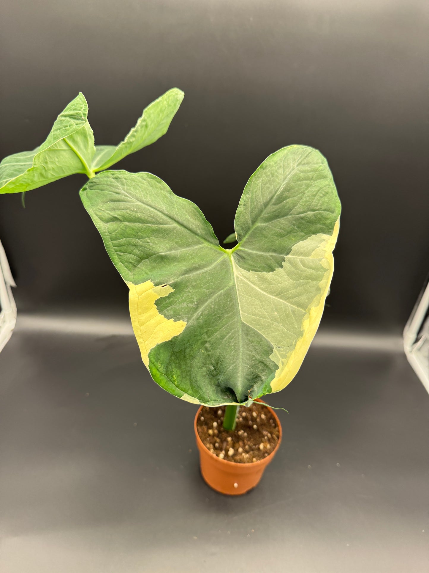 Alocasia Micky Mouse variegata