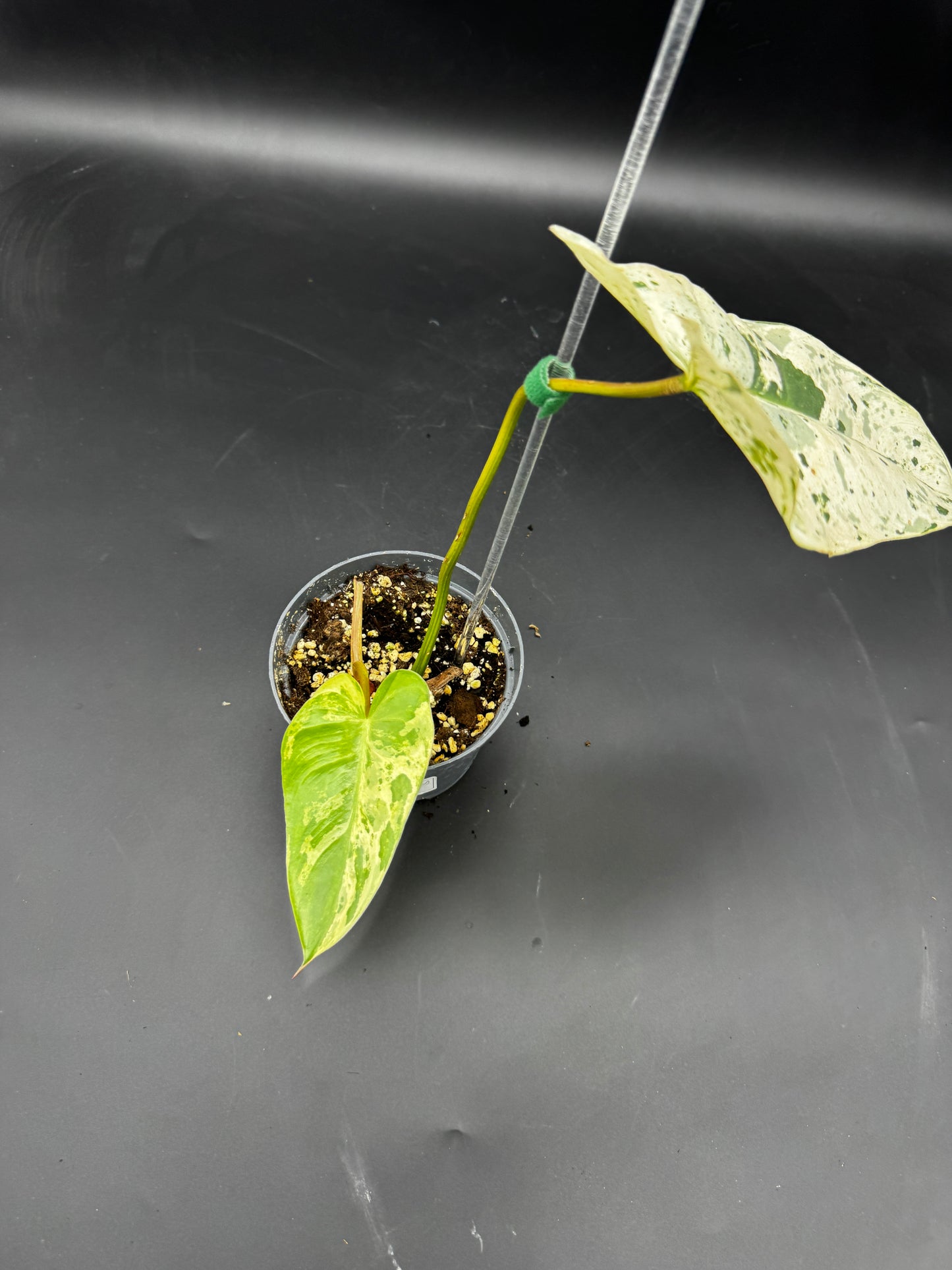 Philodendron Ilsemanii variegata