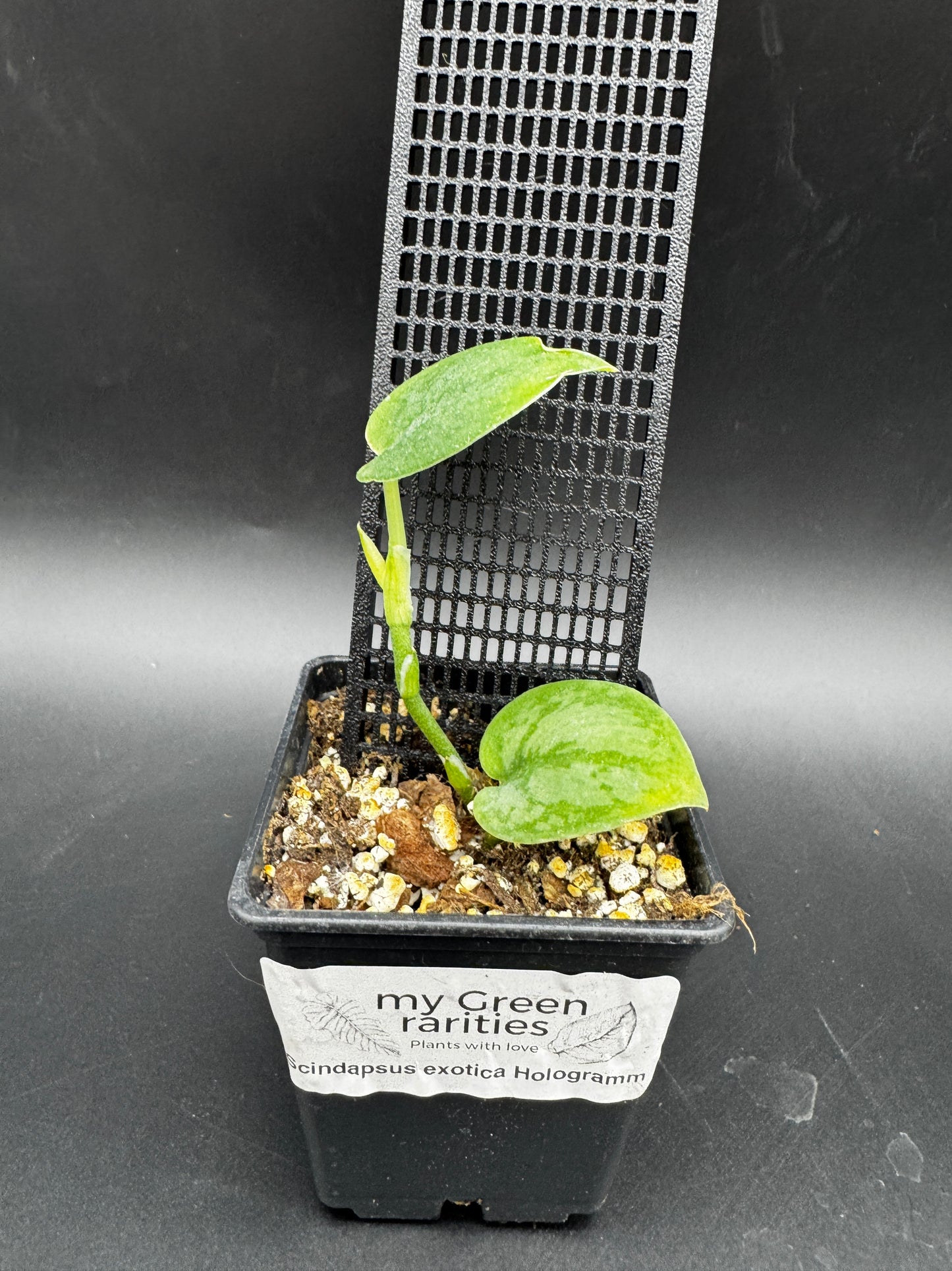 Scindapsus Exotica Hologram