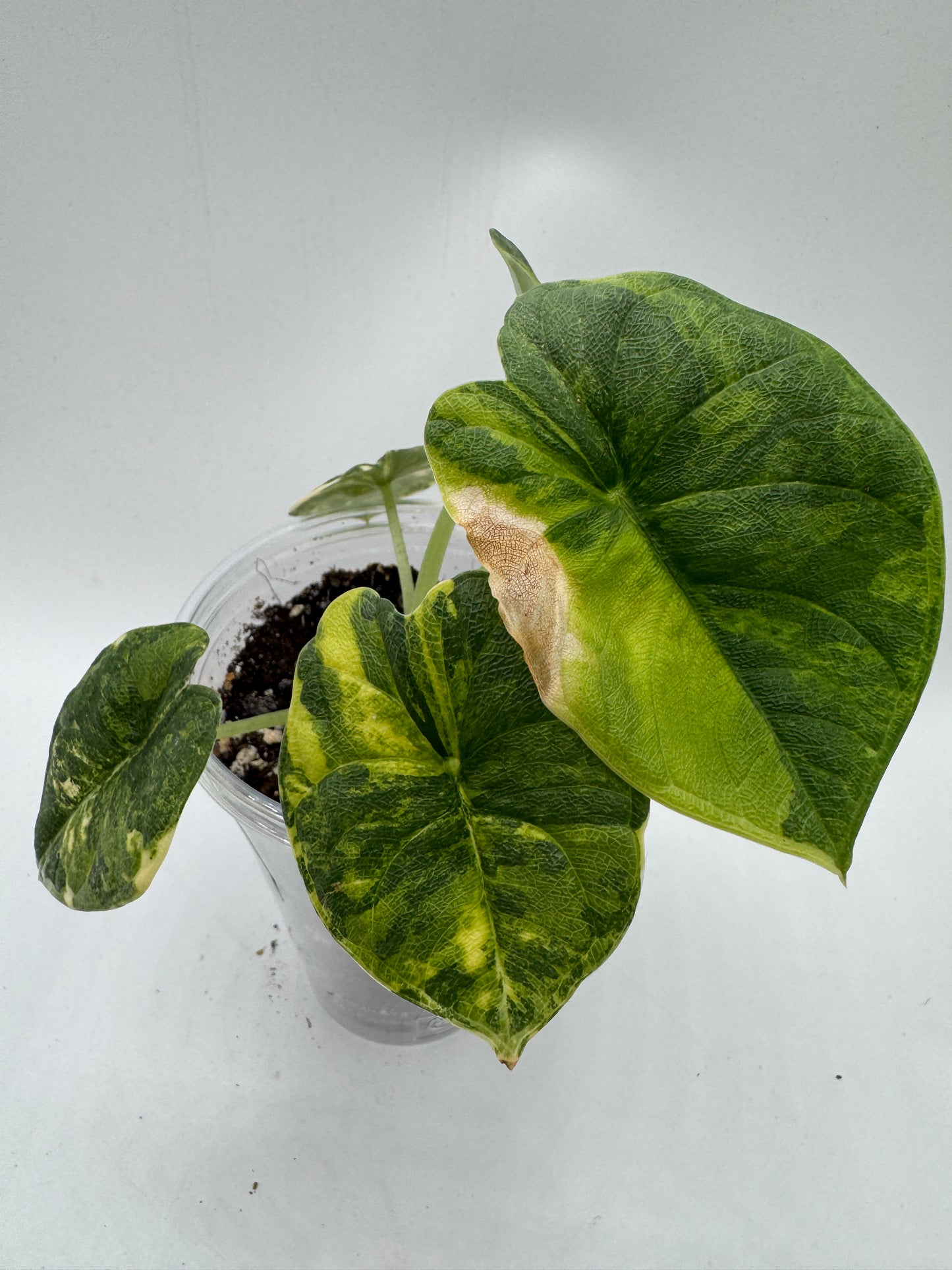 Alocasia melo aurea variegata