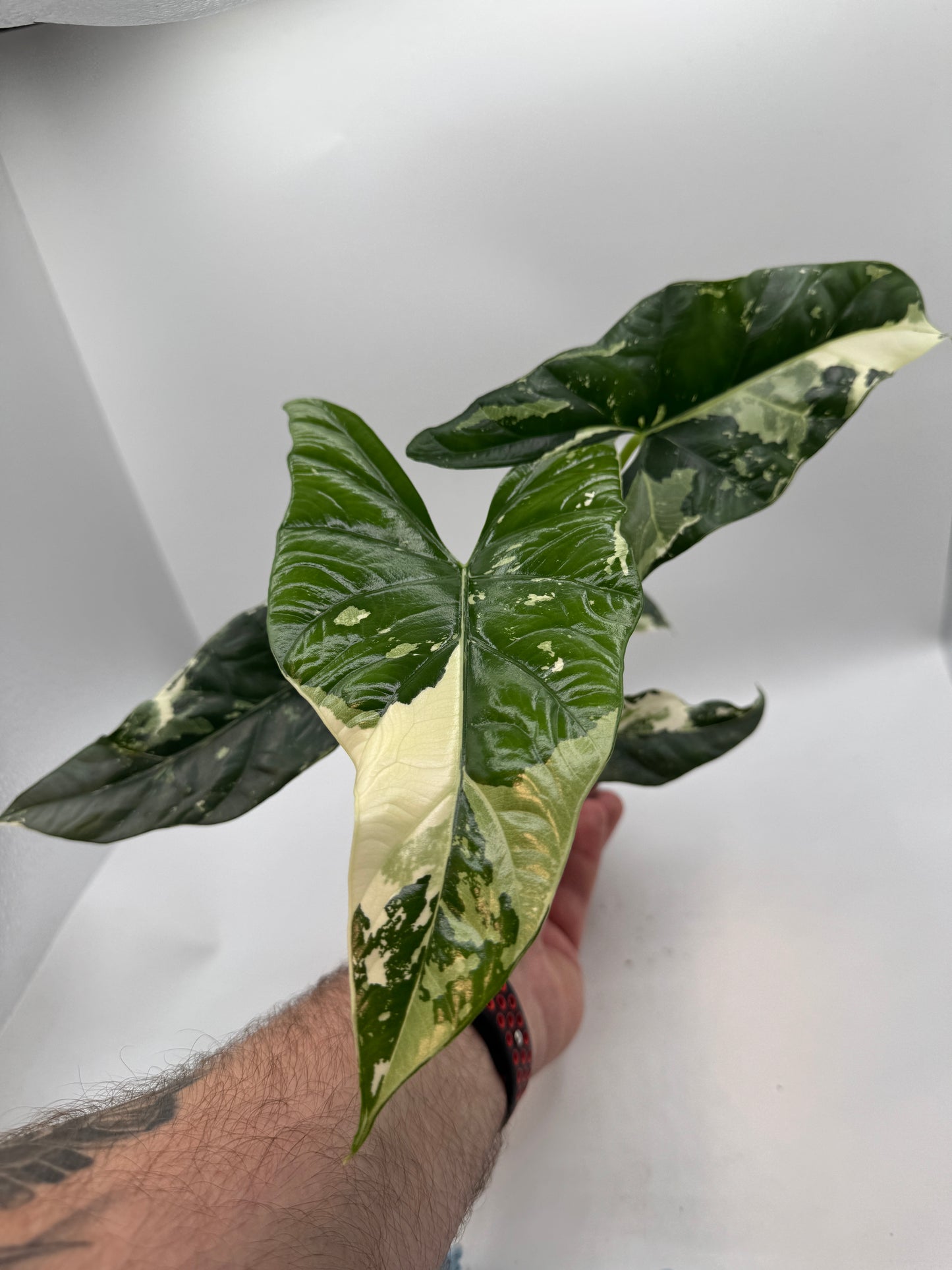 Alocasia simpo albo variegata