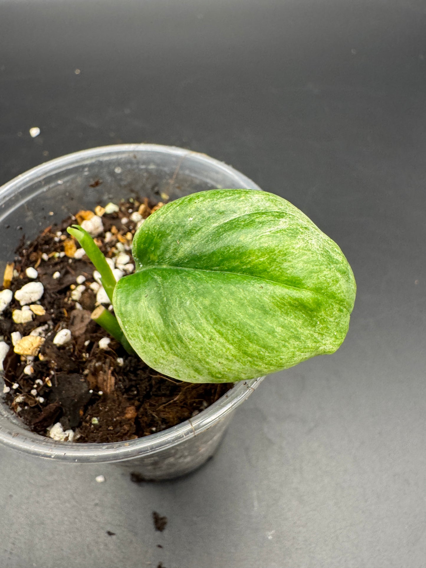 Scindapsus Treubii Ghost mint