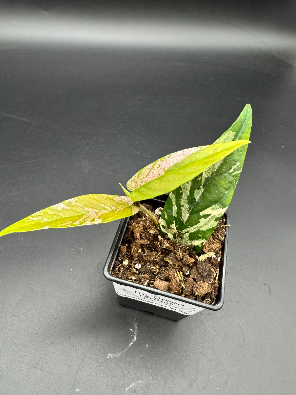 Ficus Sagittata Pink Variegata