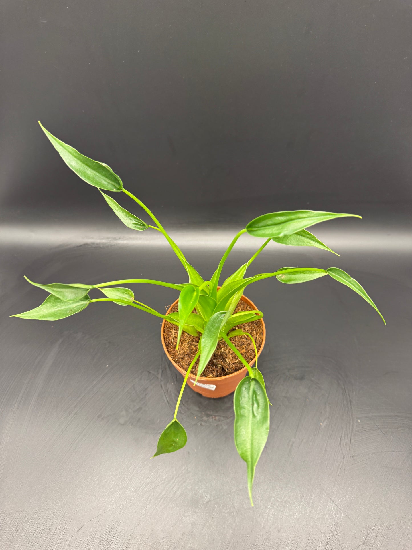 Alocasia tiny Dancer