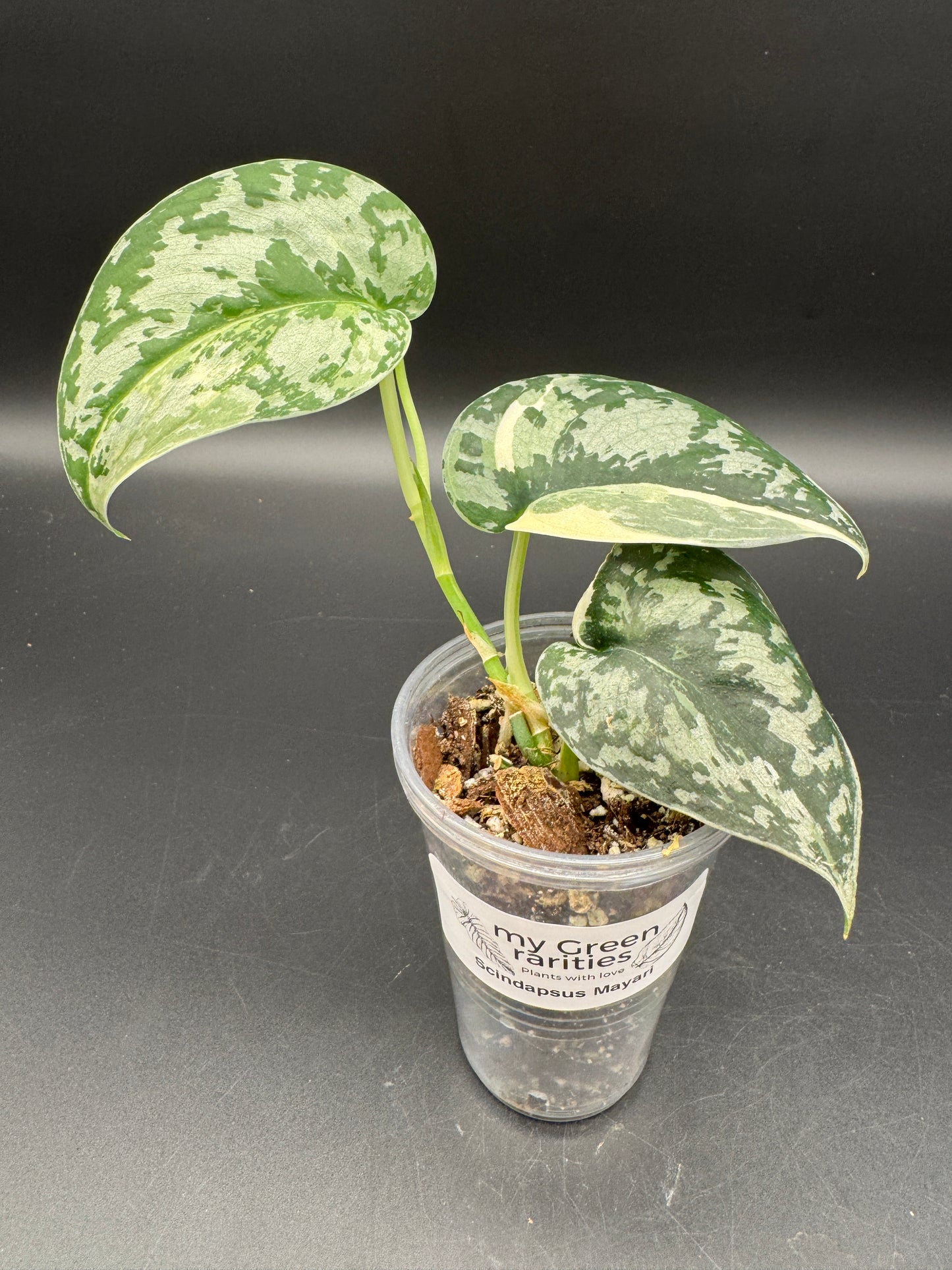 Scindapsus Mayari