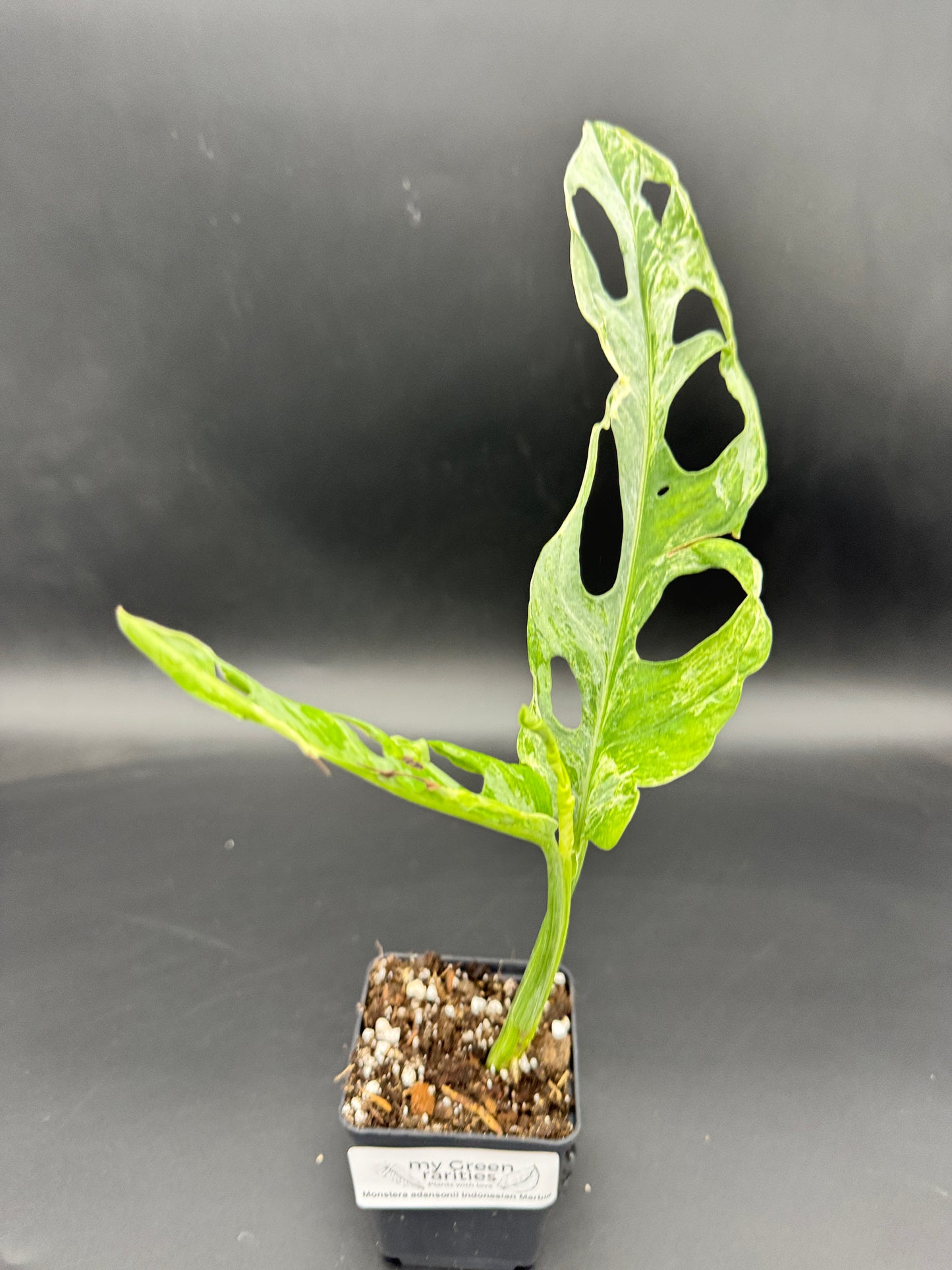 Monstera Adansonii Indonesien marble cutting leicht bewurzelt