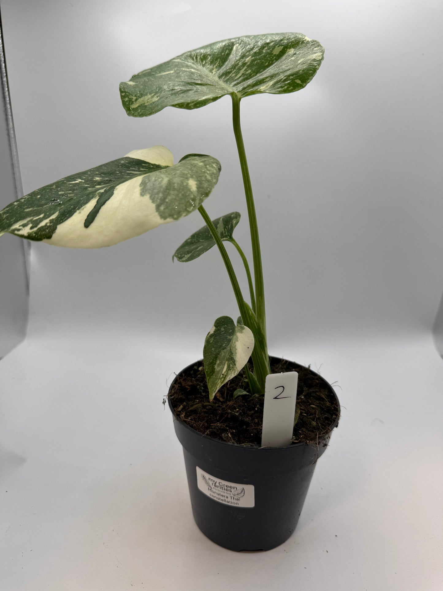 Monstera Thai constelation