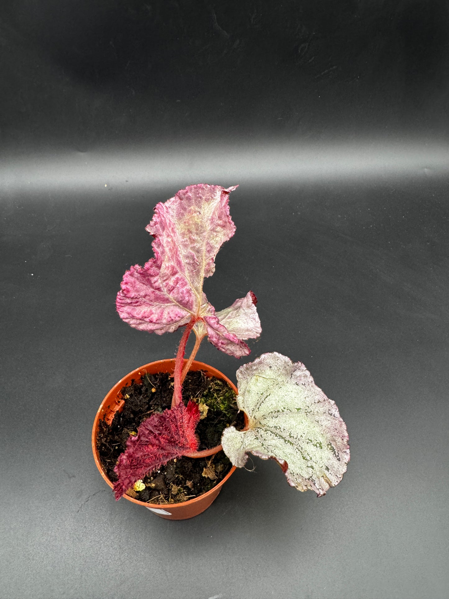 Begonia pink Panther