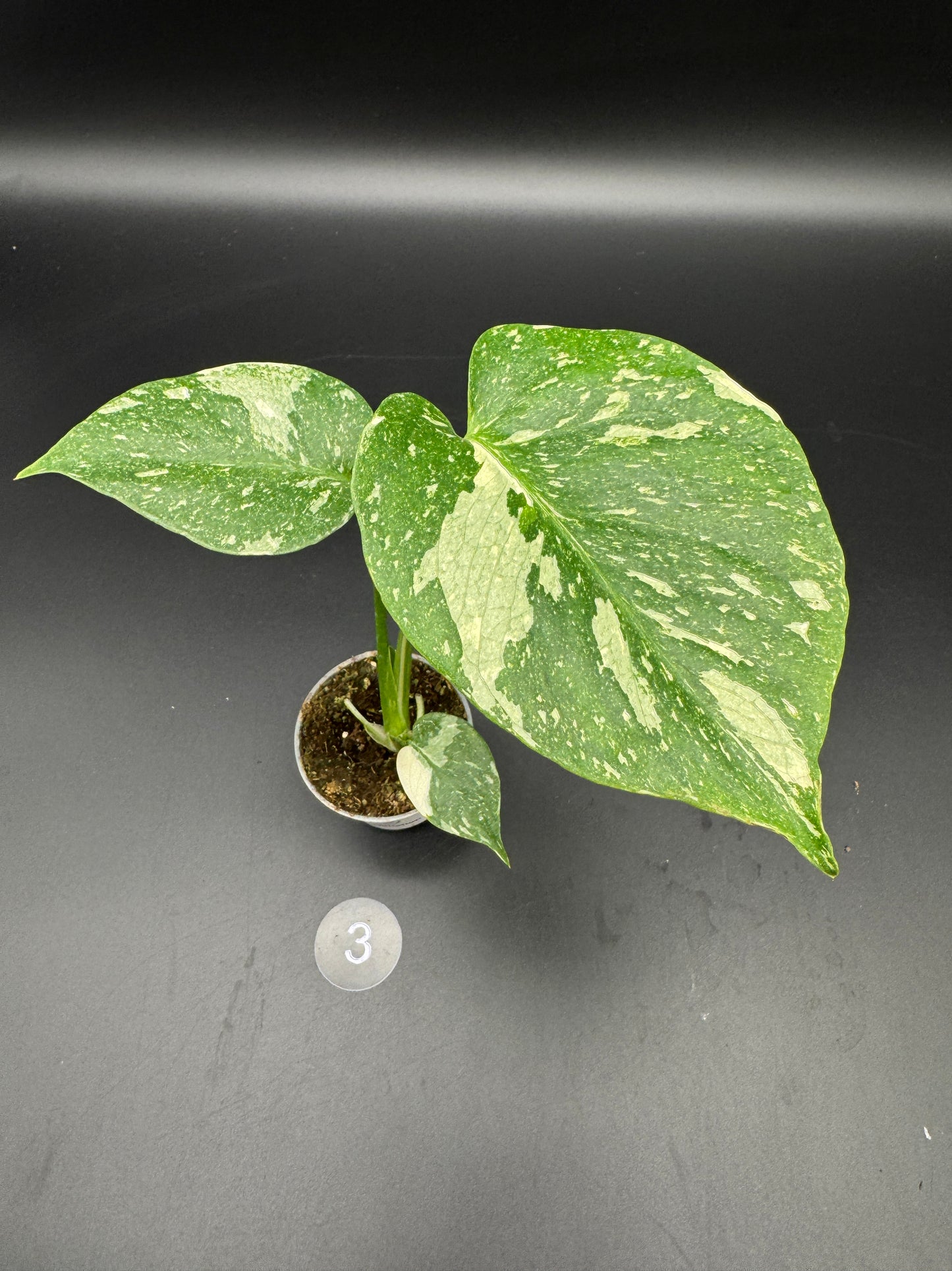 Monstera Thai constelation