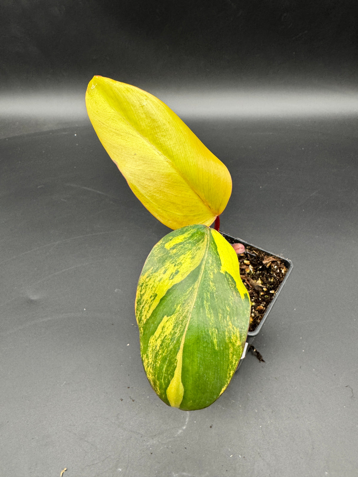 Philodendron strawberry Shake