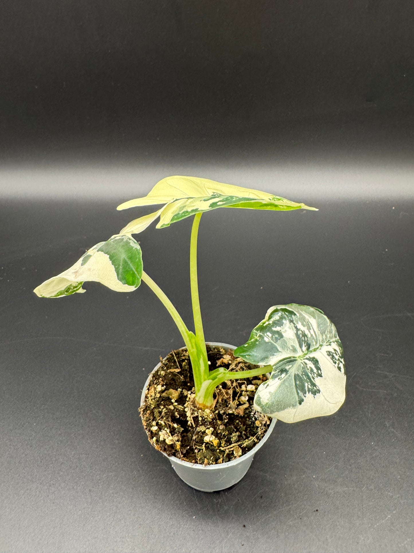 Alocasia Frydek variegata