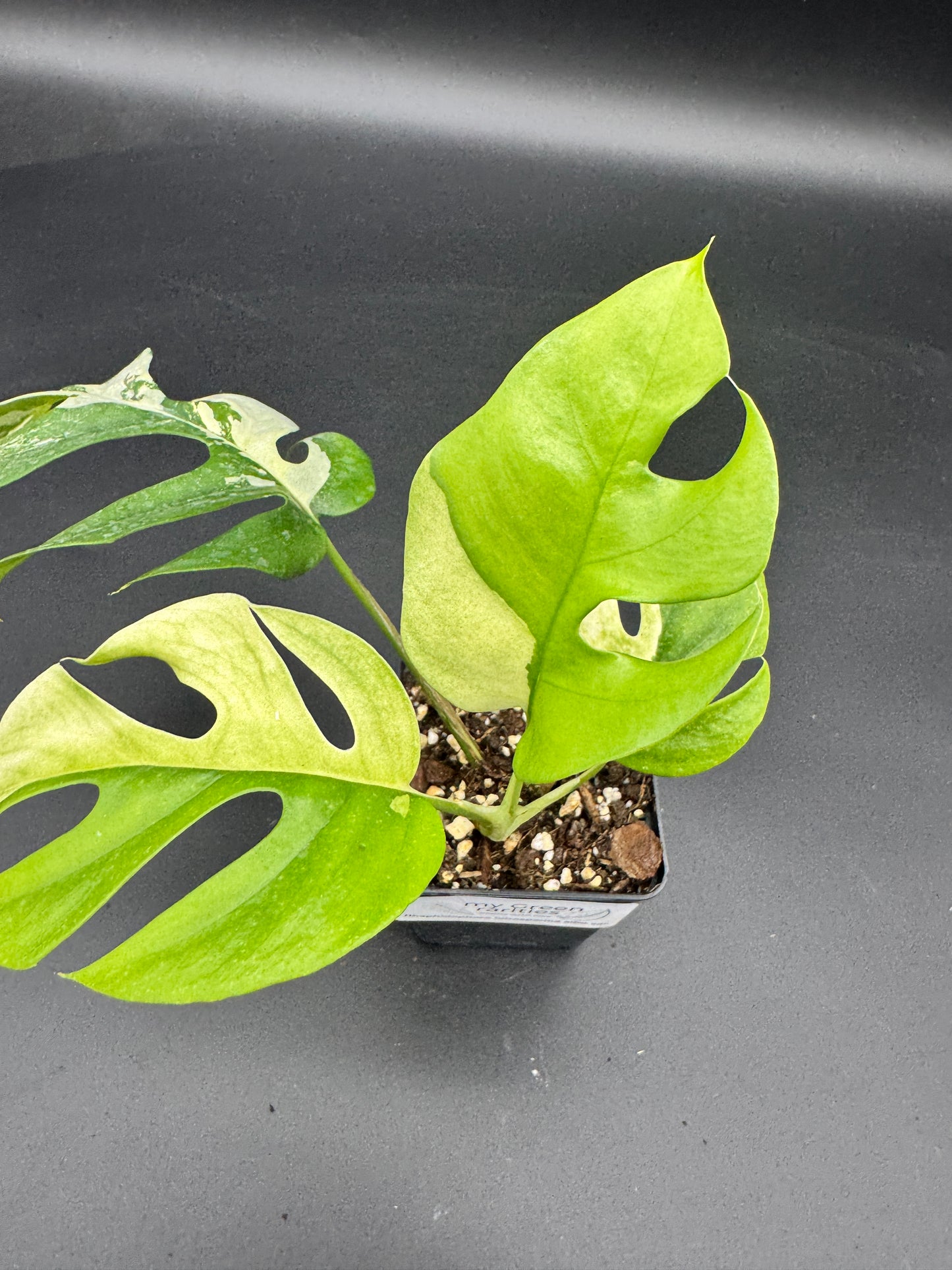 Rhaphidophora tetrasperma albo variegata