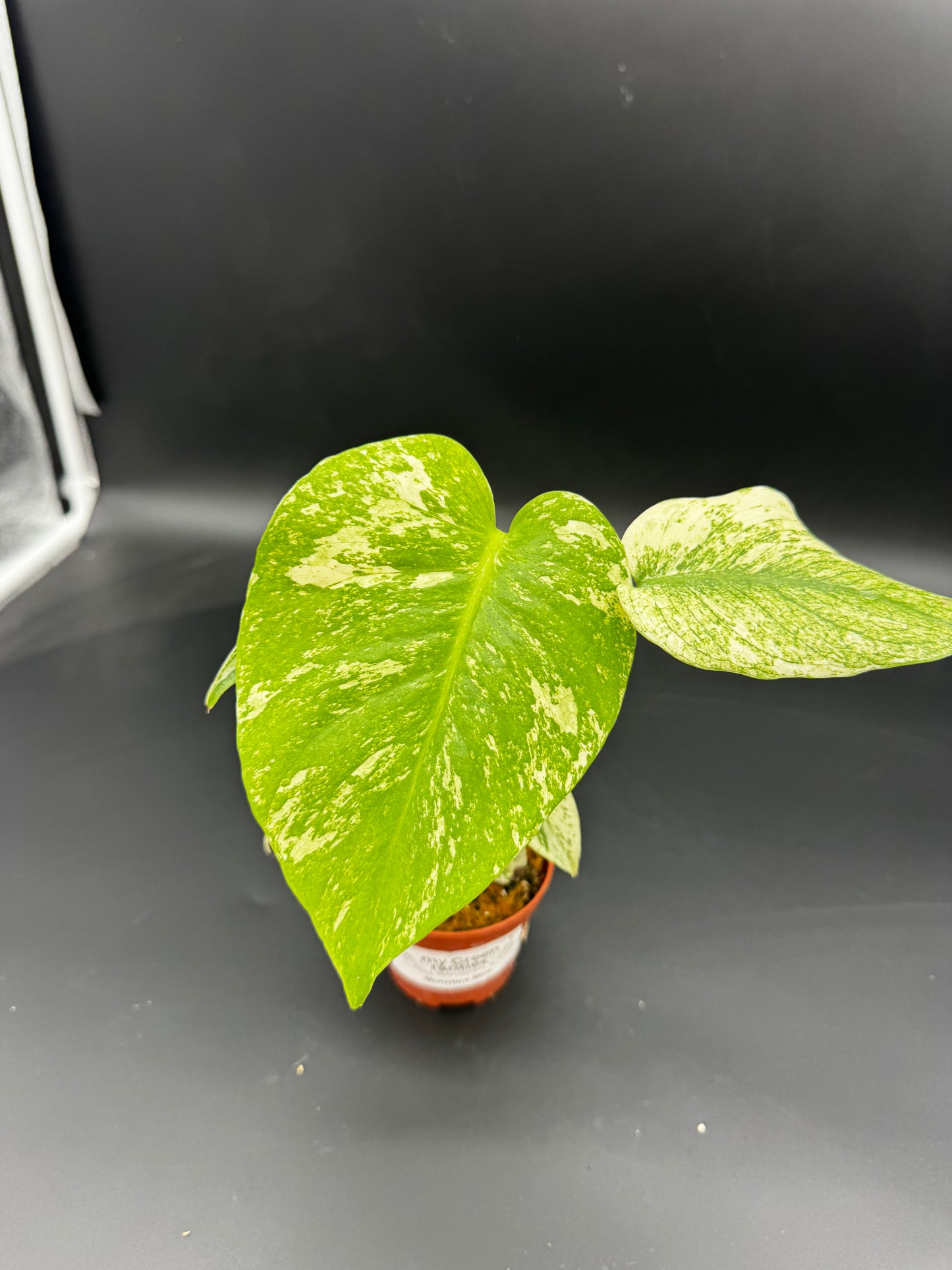 Monstera Mint variegata