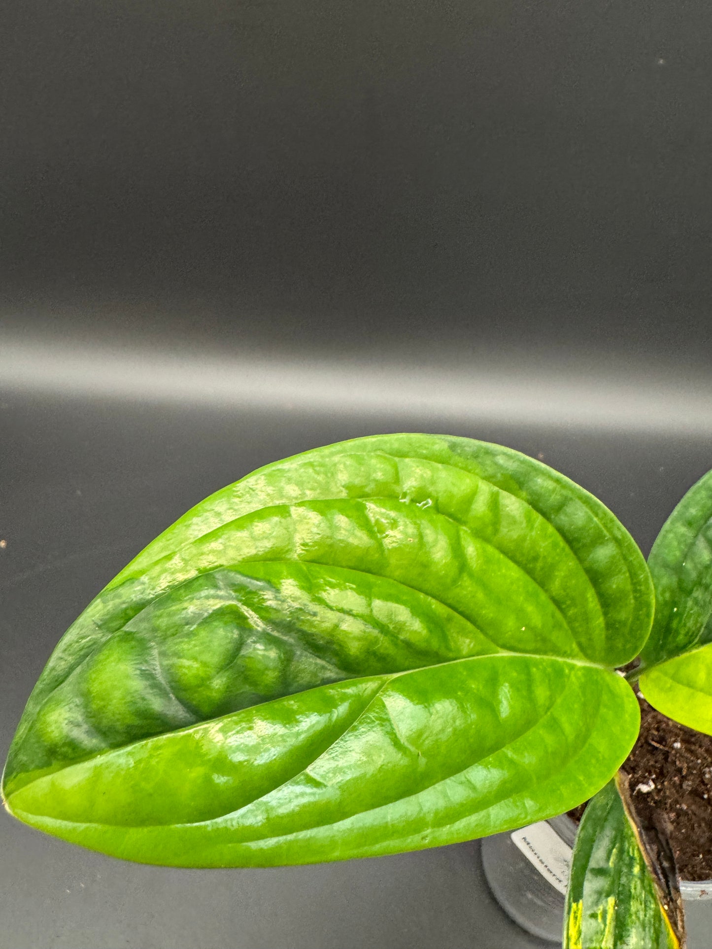 Monstera karstenanium Peru variegata