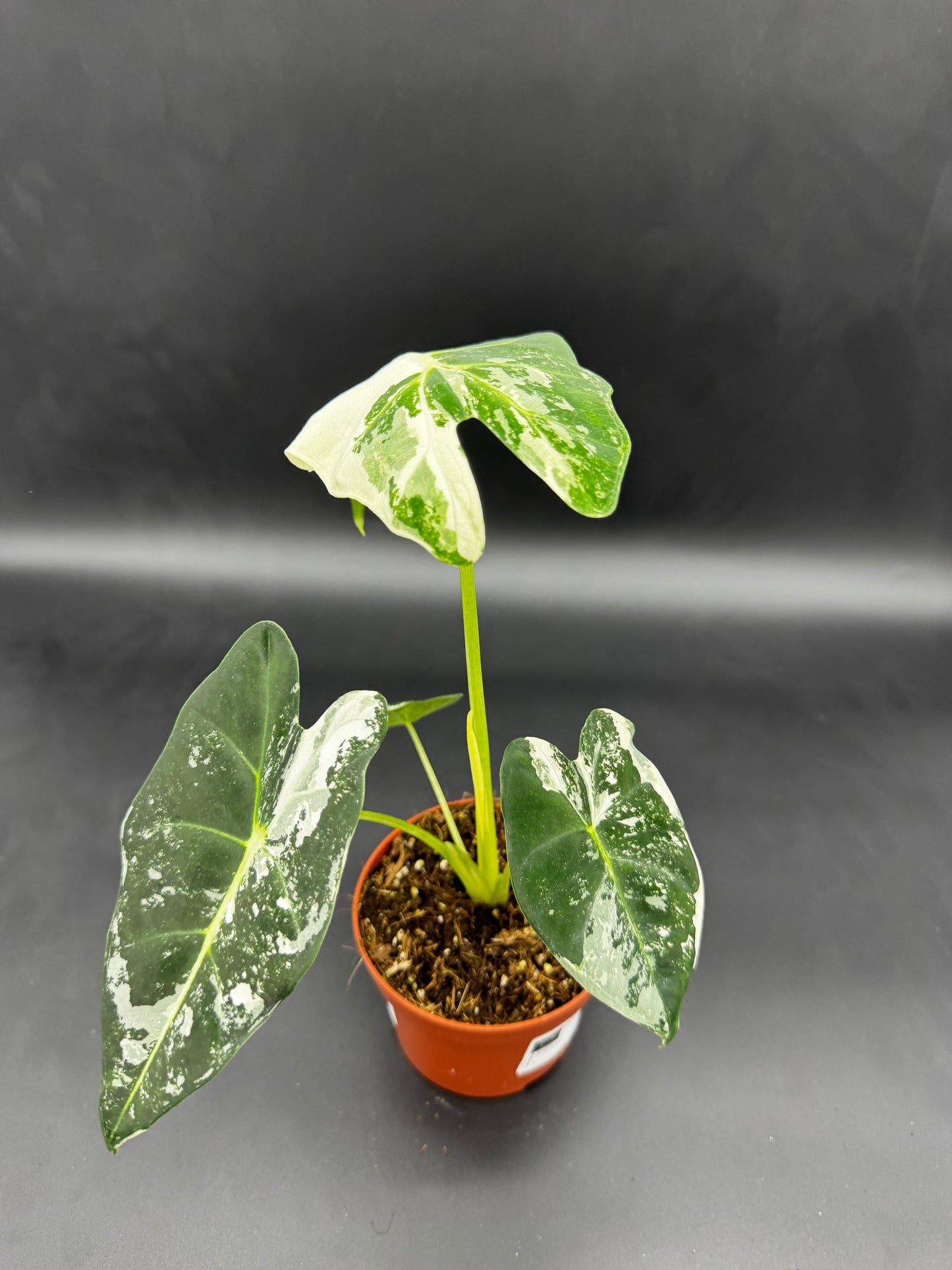 Alocasia Frydek variegata