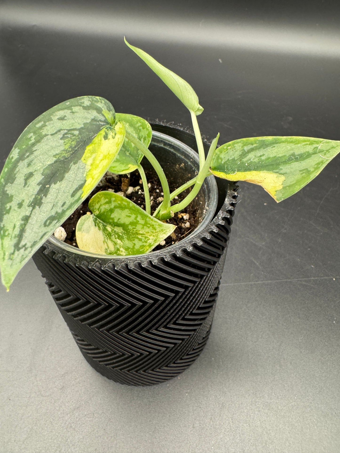 Scindapsus Apolaki