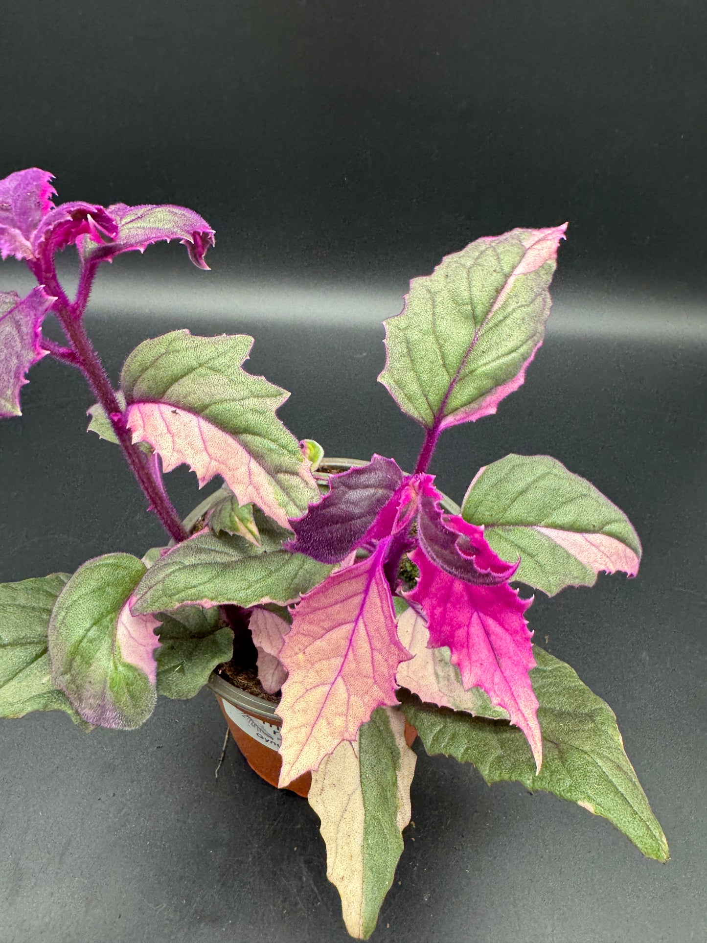 Gynura variegata