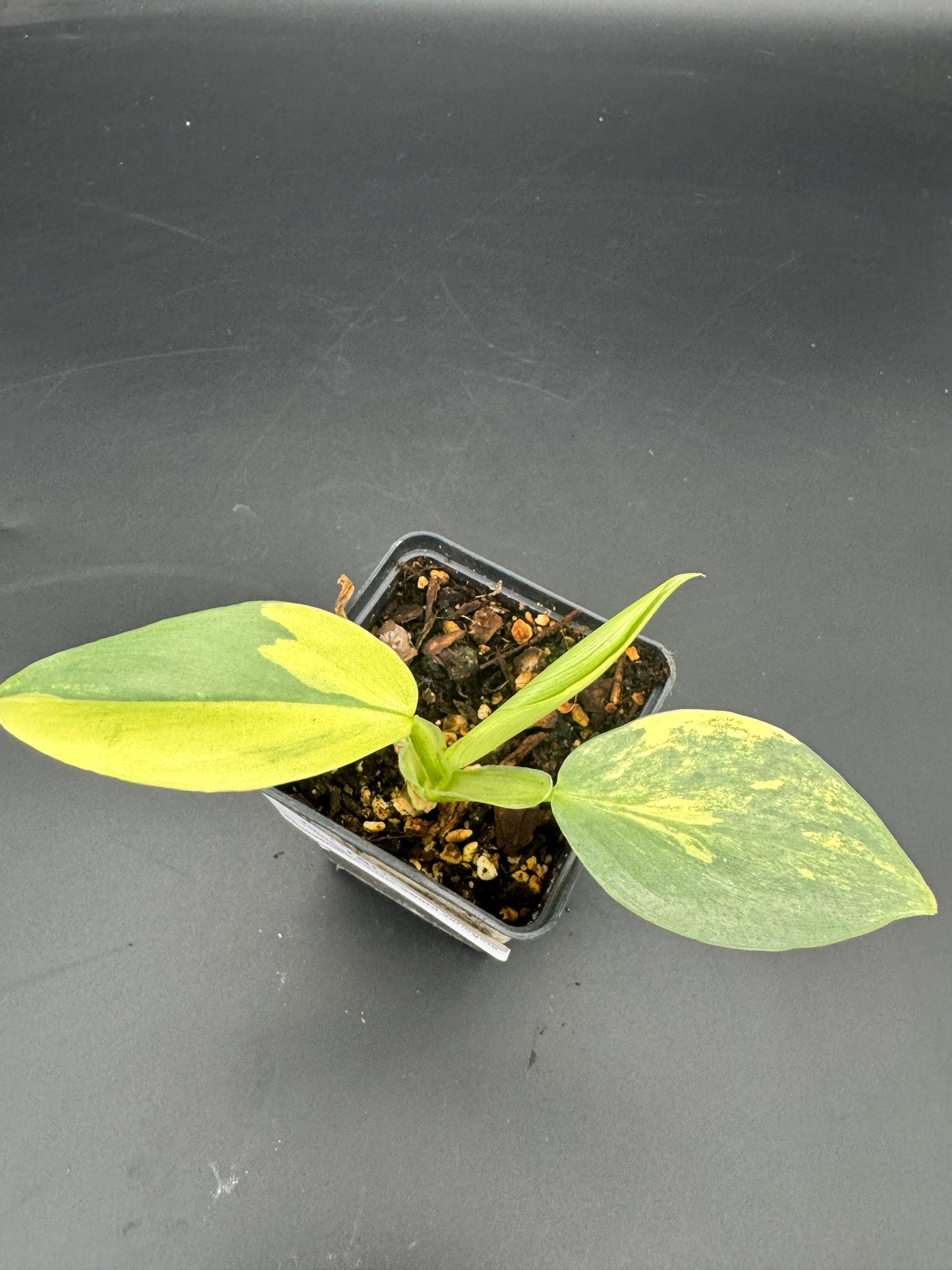 Philodendron Silver Sword variegata
