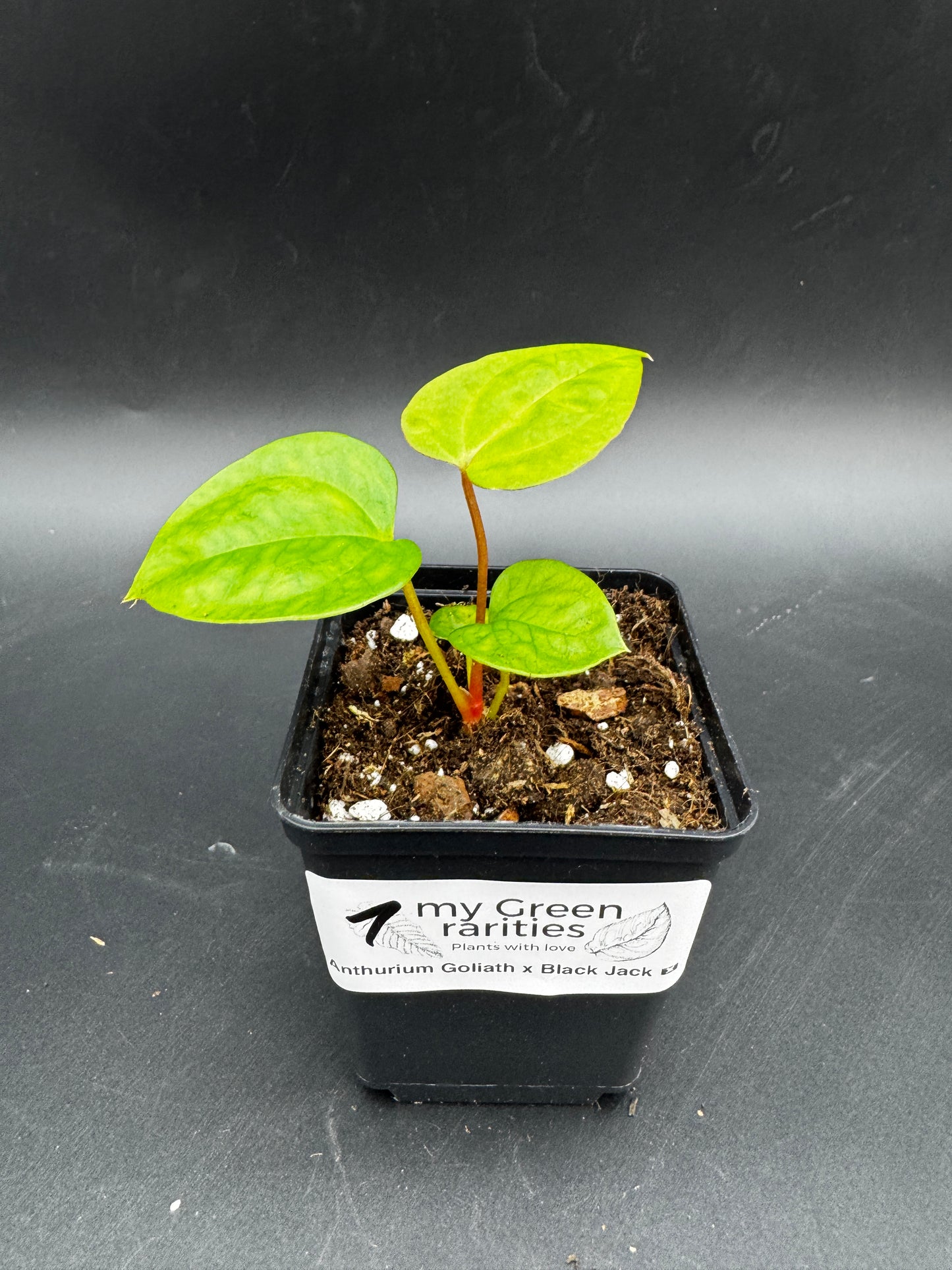 Anthurium Goliath x Black Jack