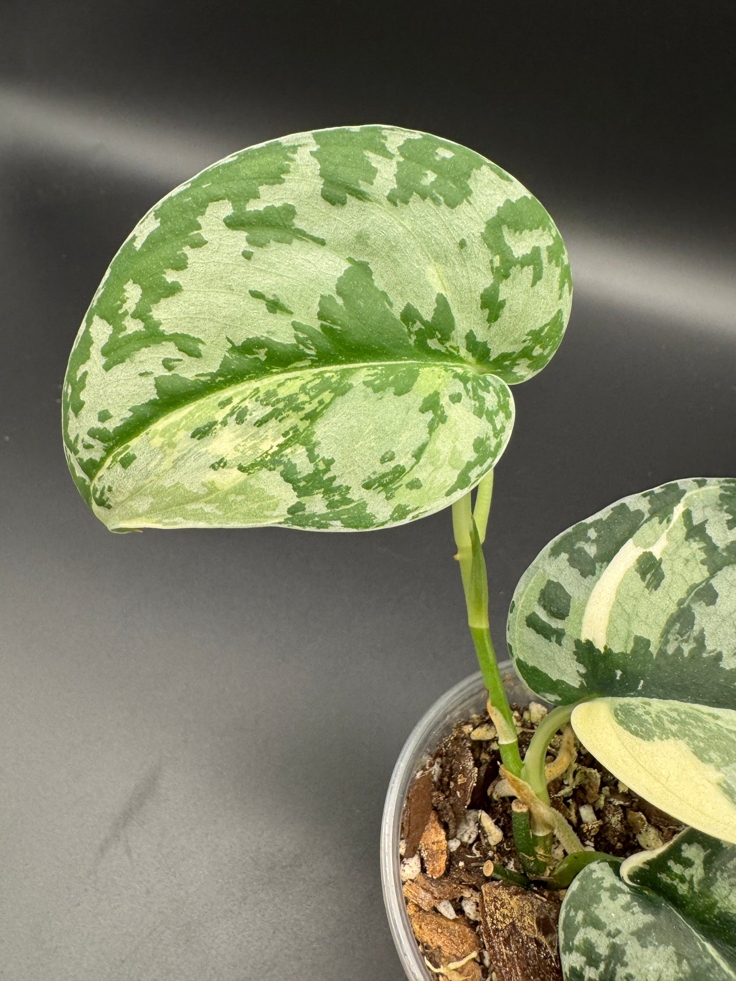 Scindapsus Mayari