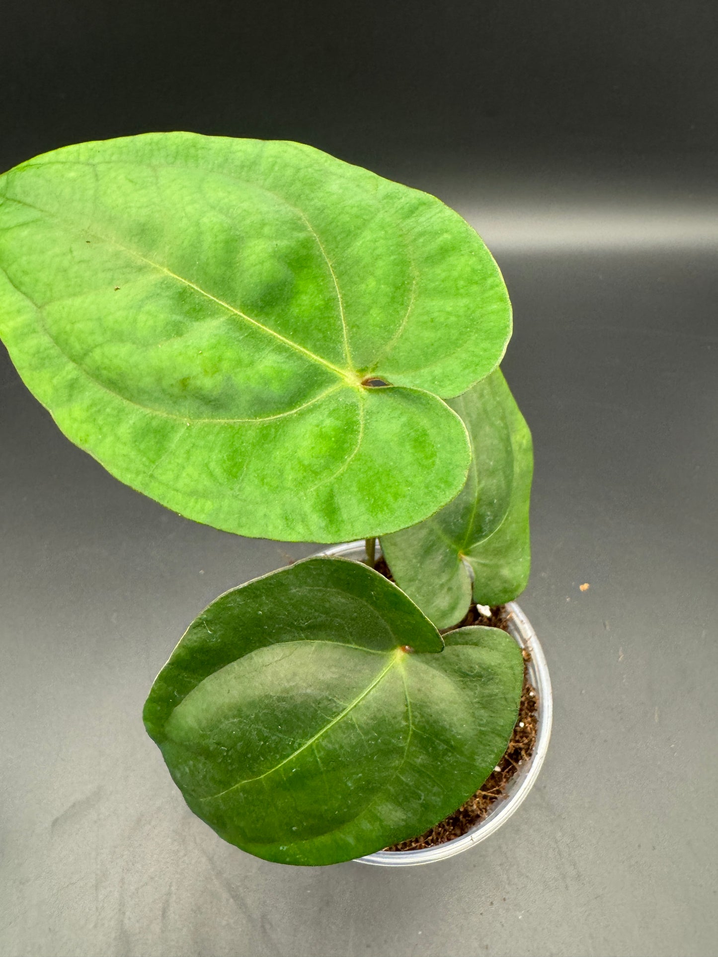anthurium papillilaminum x king of spades