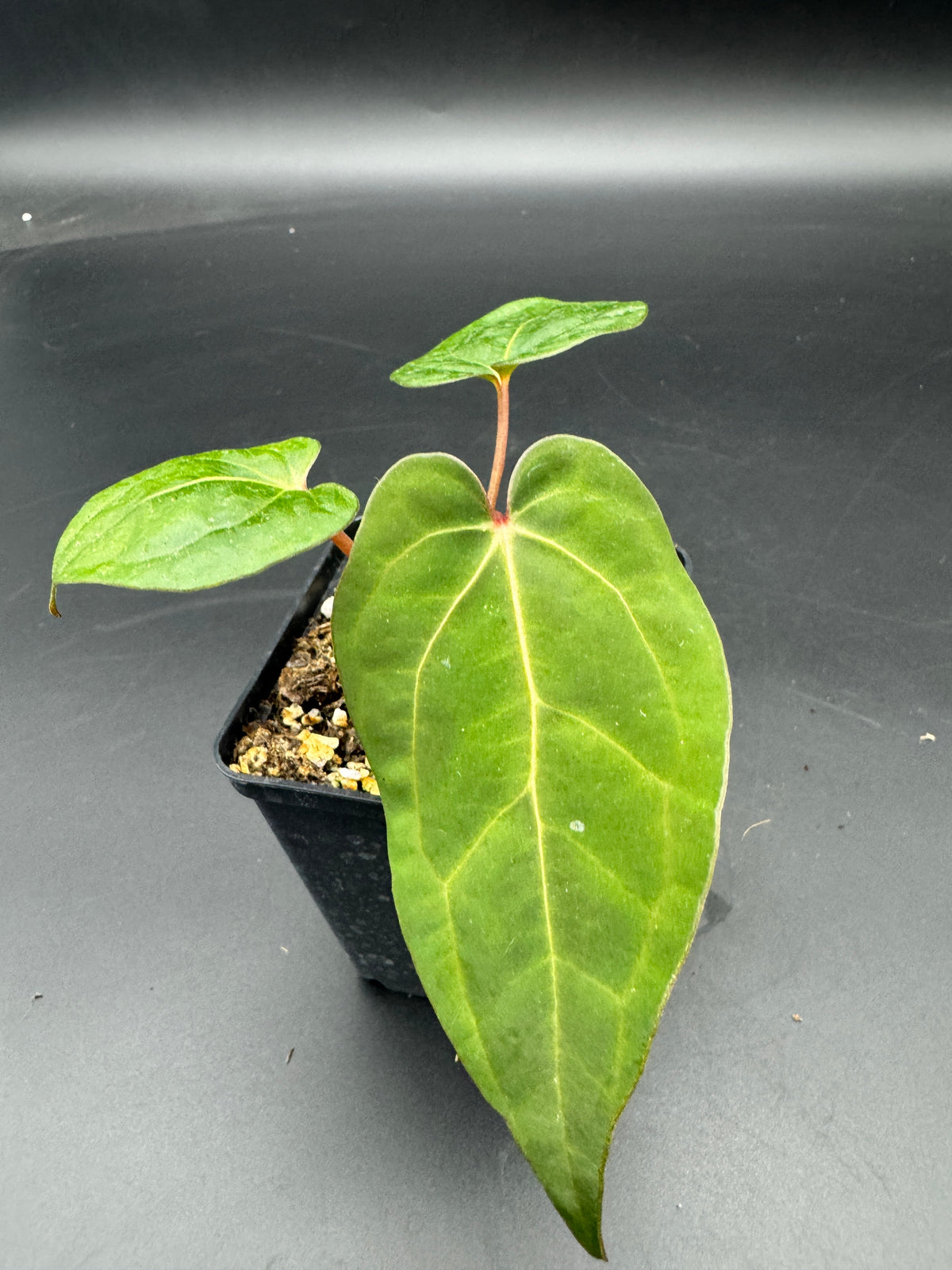 Anthurium Ace of spades df x gf x blue Papillilaminum