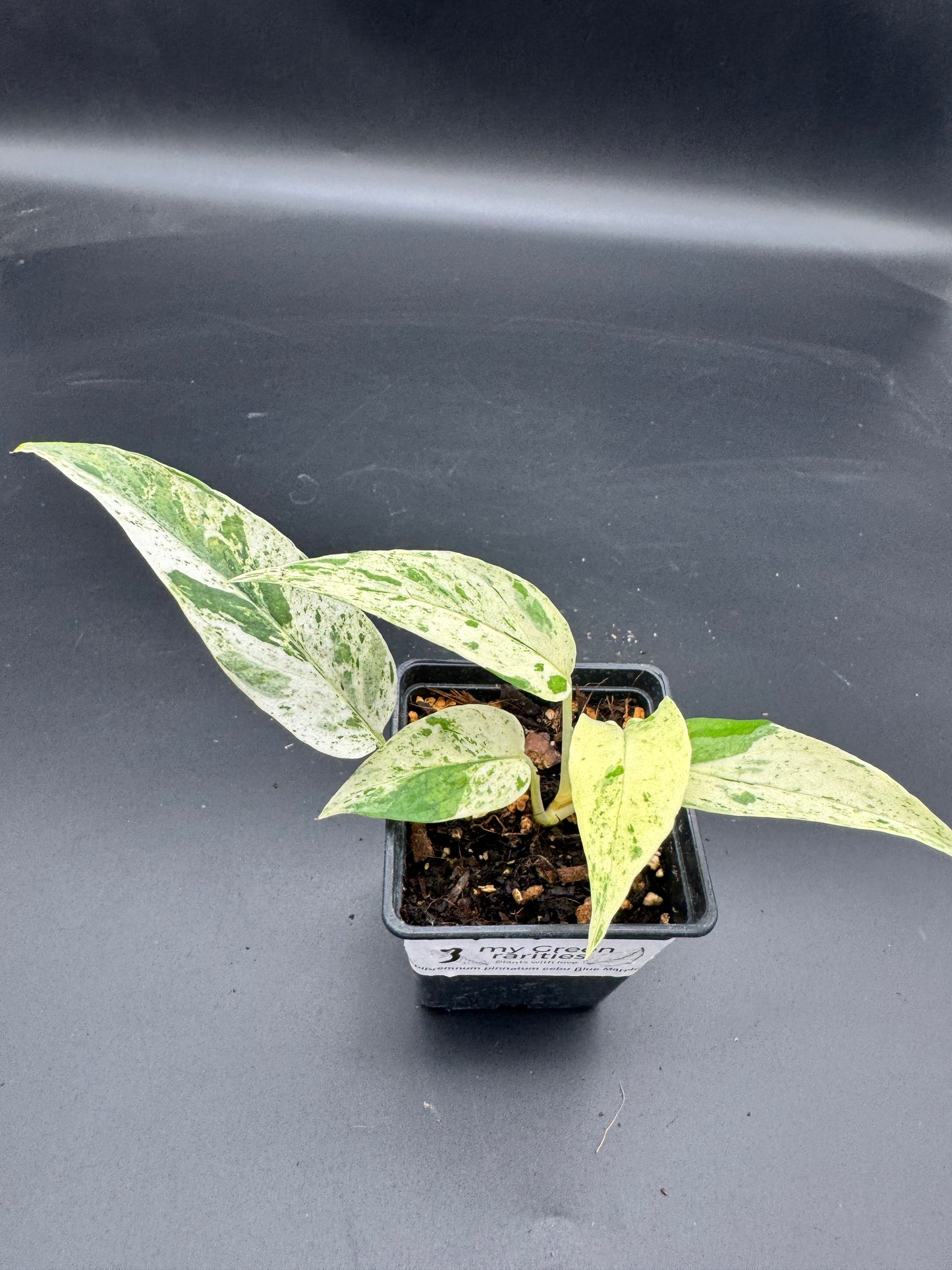 Epipremnum pinnatum cebu Blue Marble variegata