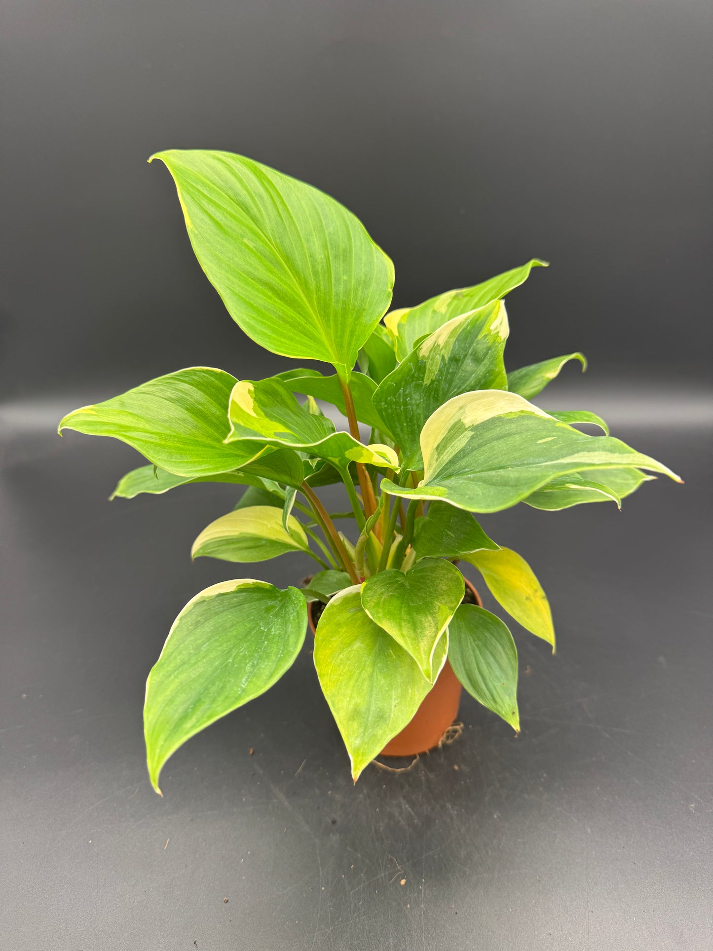 homalomena sunshine gem variegated