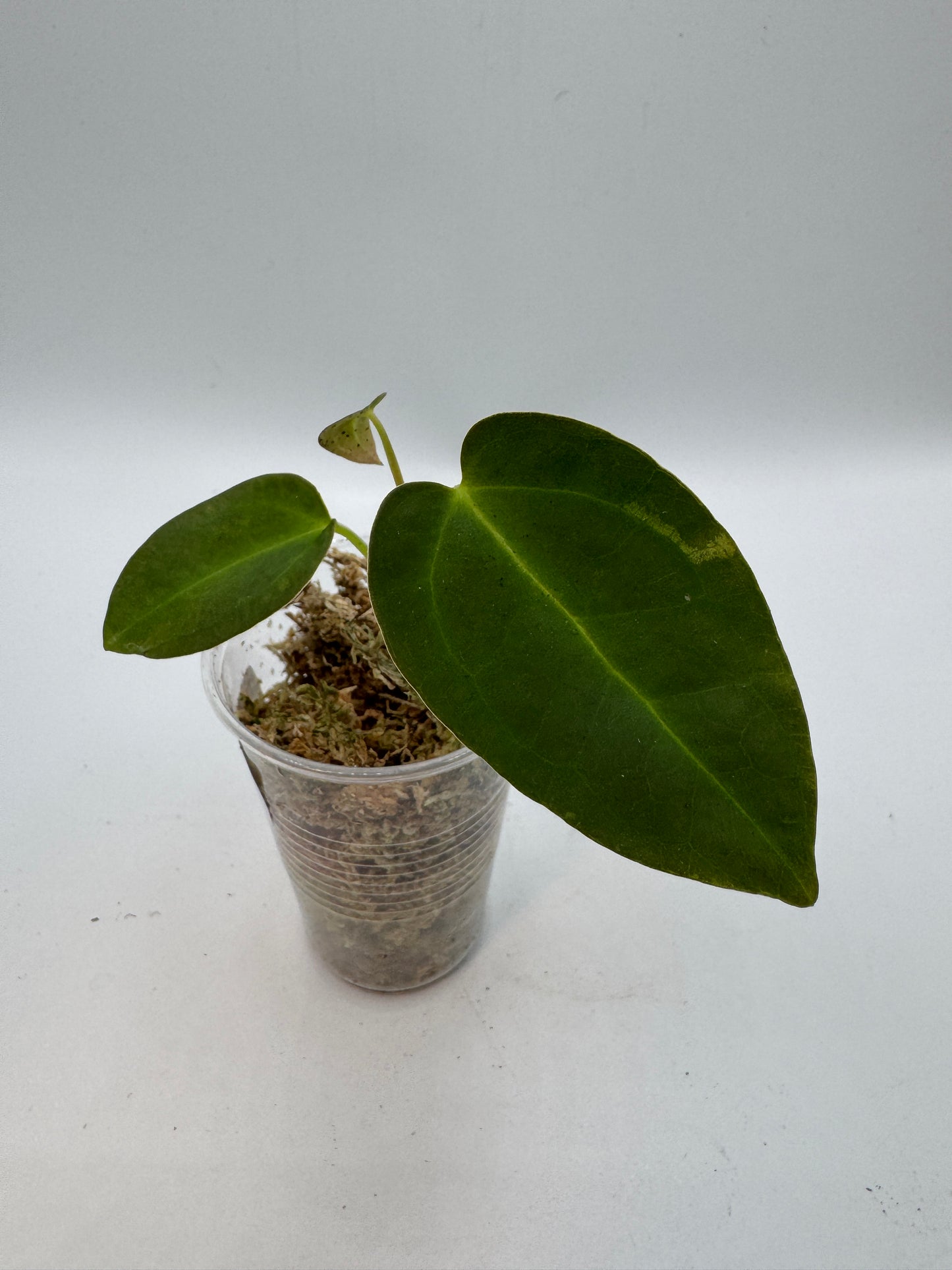 Anthurium NOID