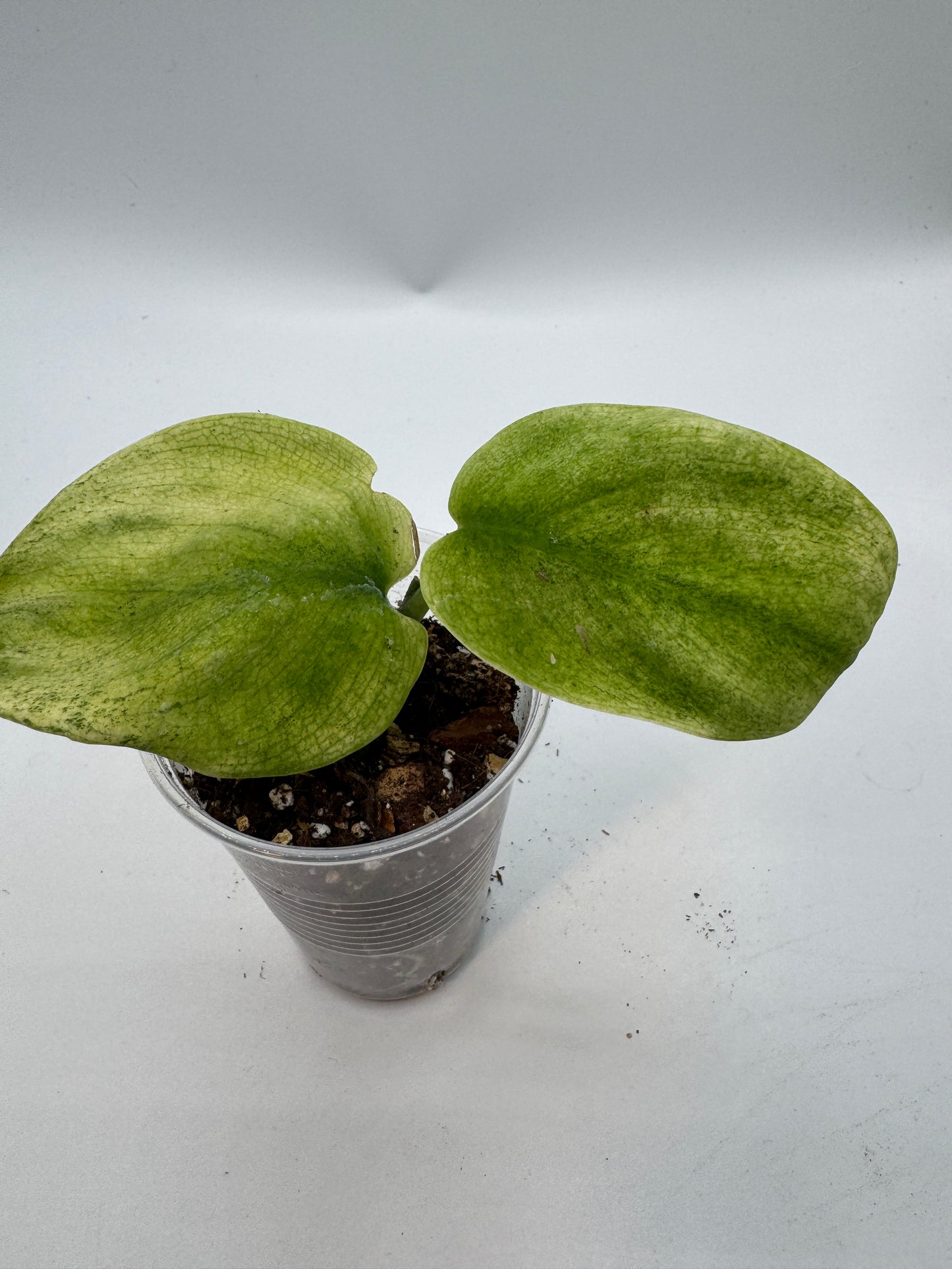 Scindapsus jade Satin golden mint variegata
