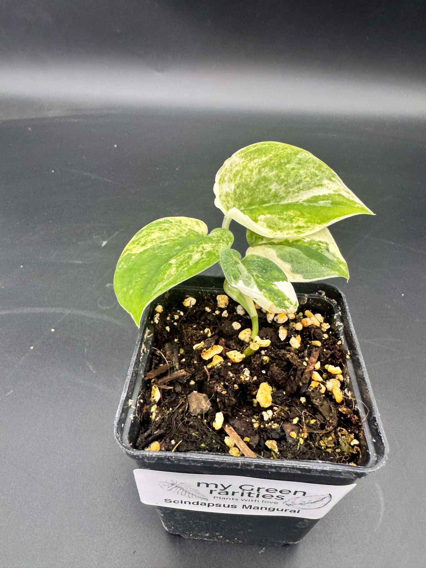 Scindapsus mangurai