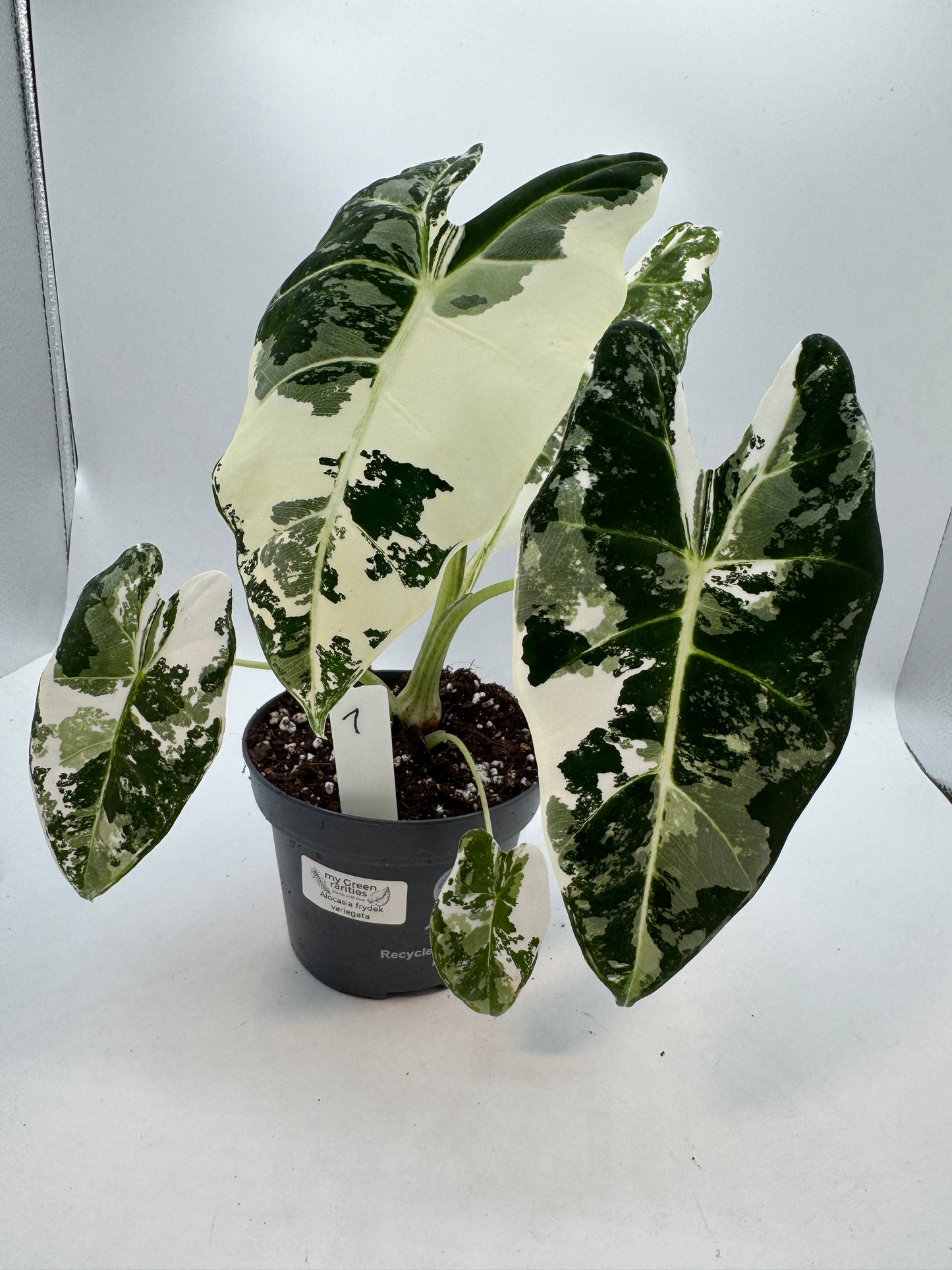 Alocasia Frydek variegata groß