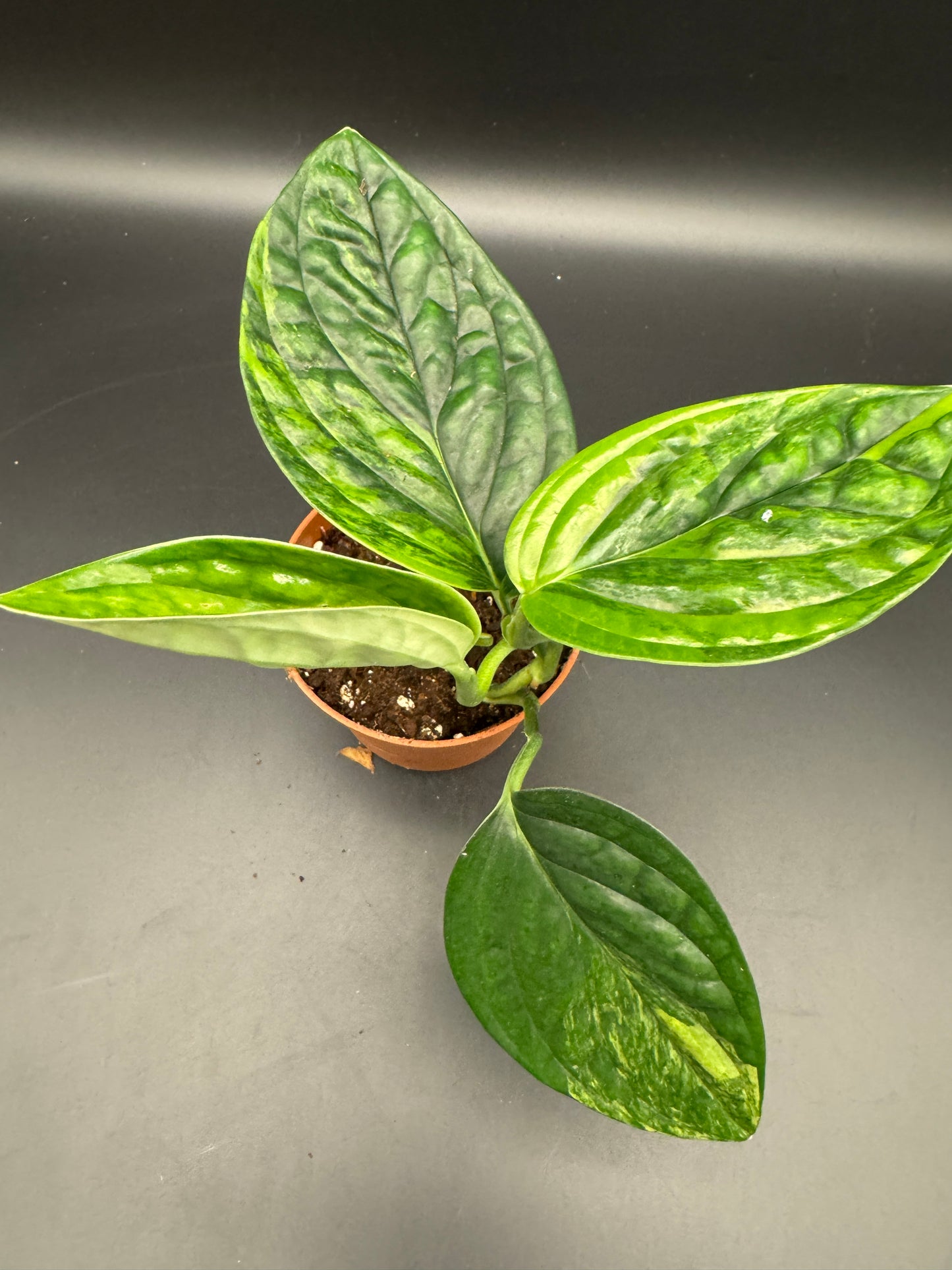 Monstera karstenanium Peru variegata