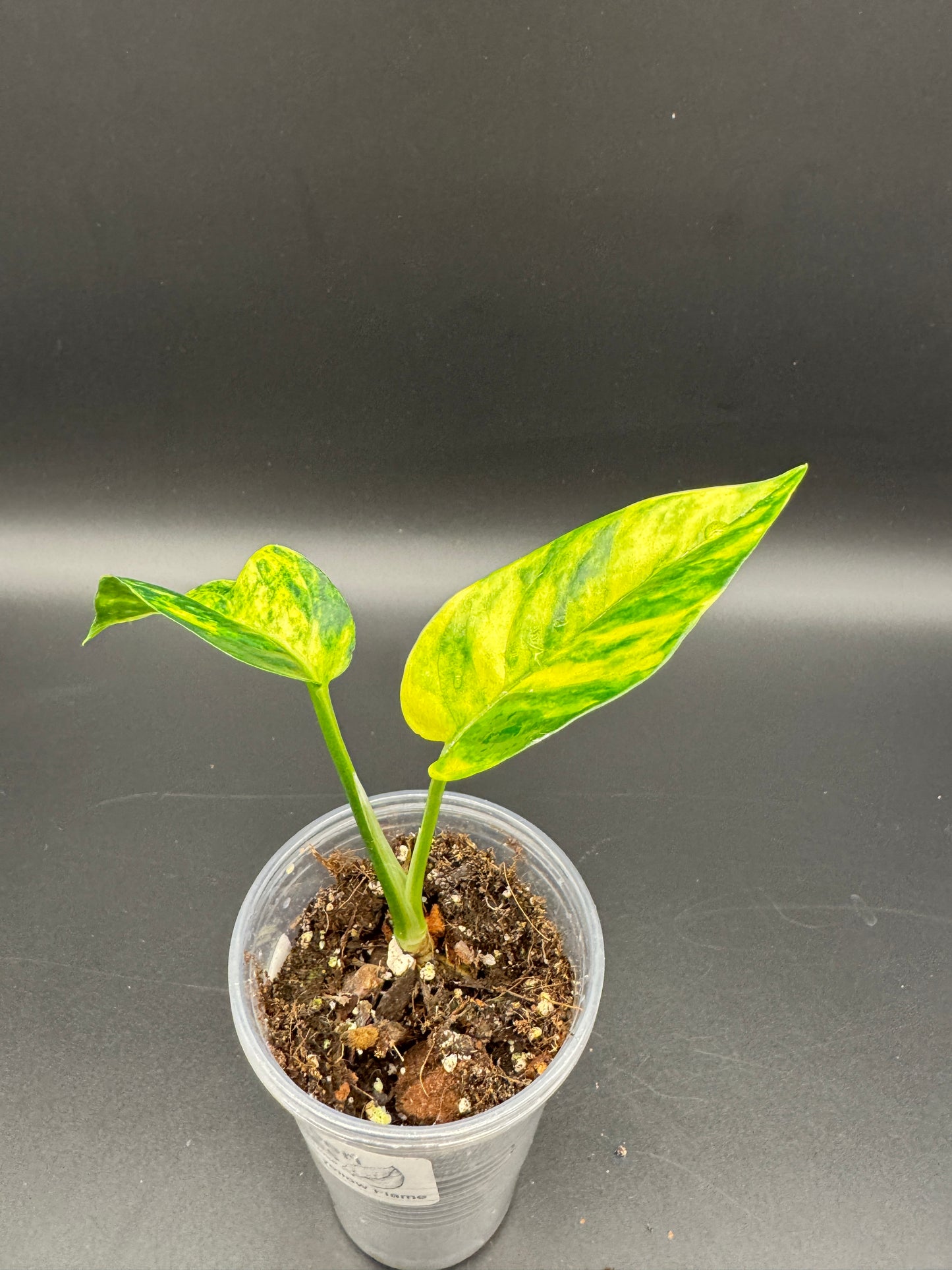 Epipremnum pinatum kujang yellow Flame