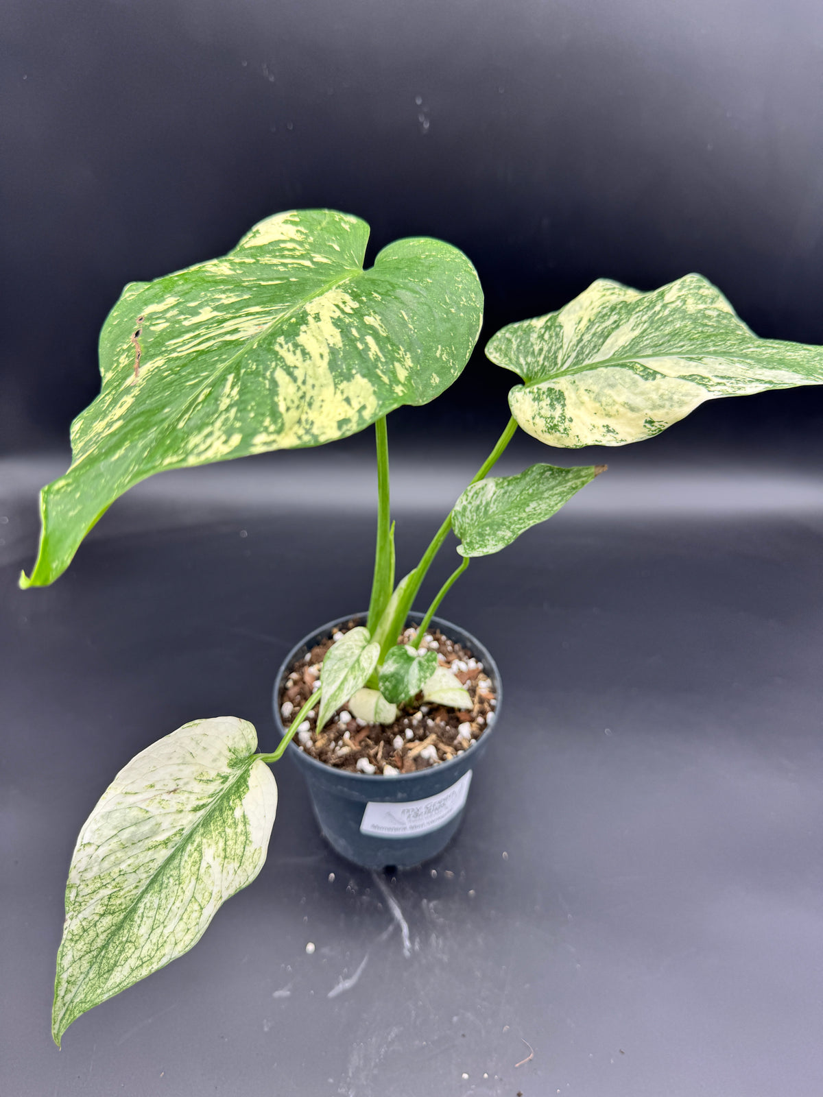 Monstera Mint variegata