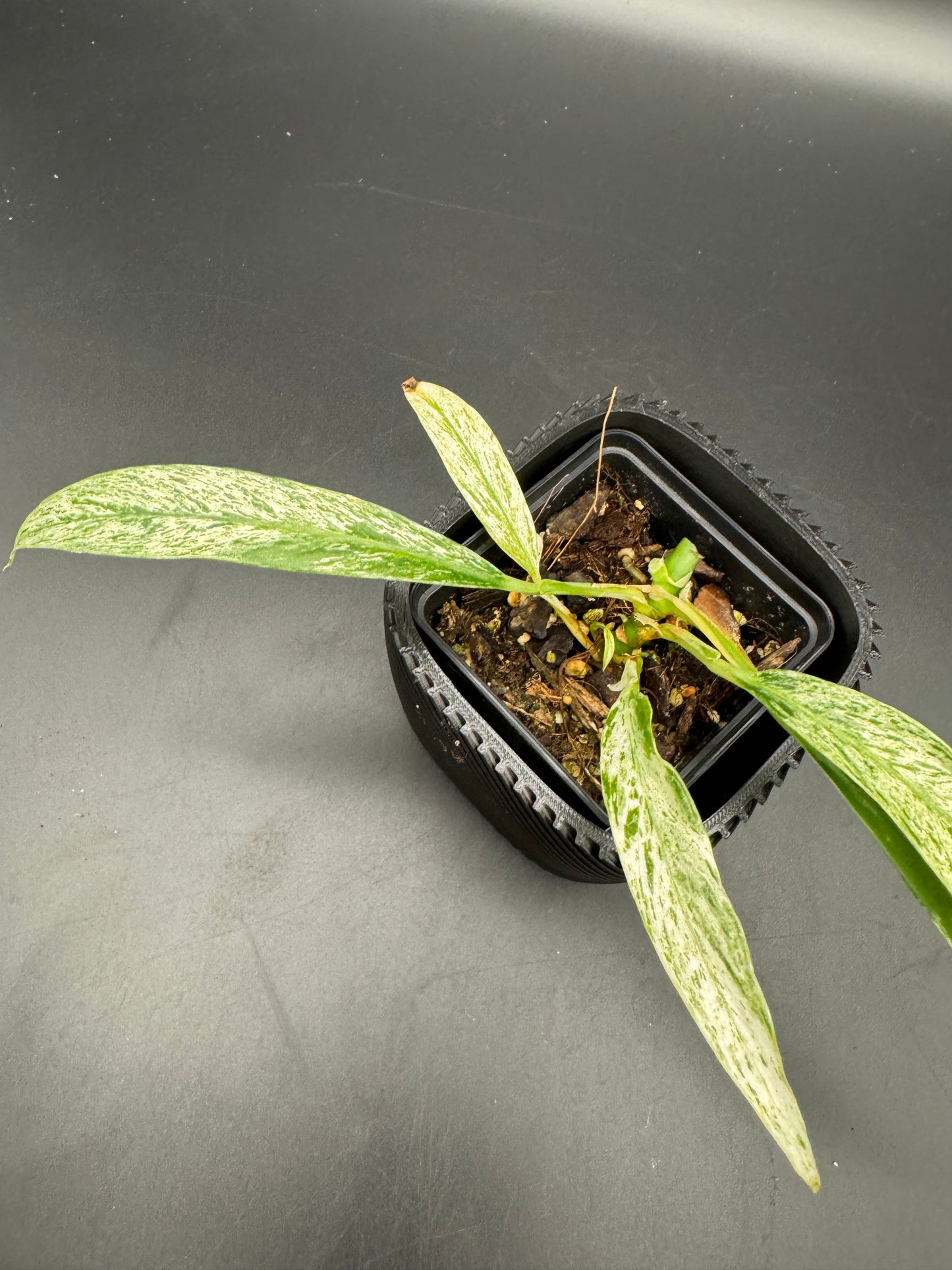 Rhaphidophora Megasperma variegata
