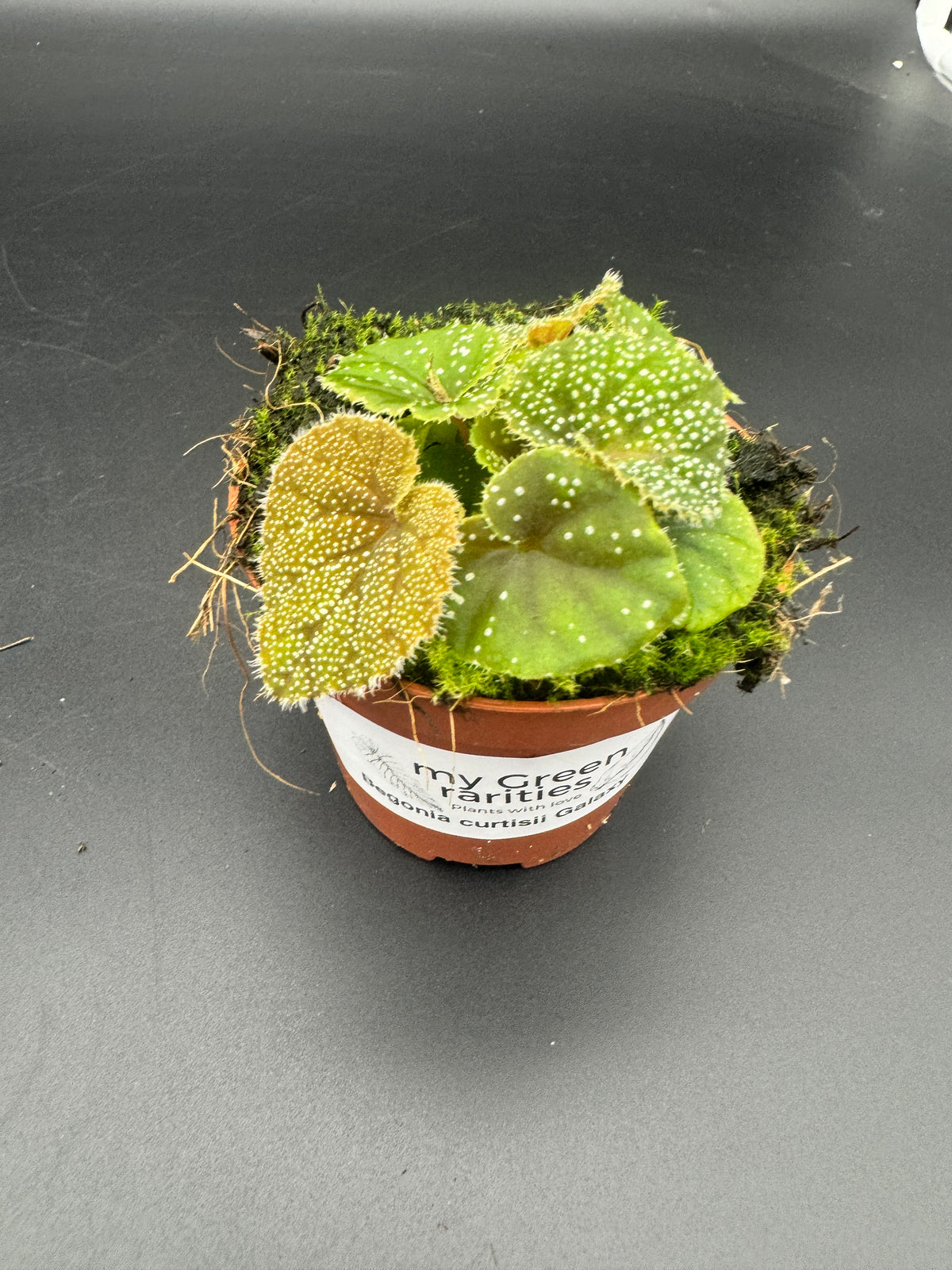 Begonia Curtisii Galaxy