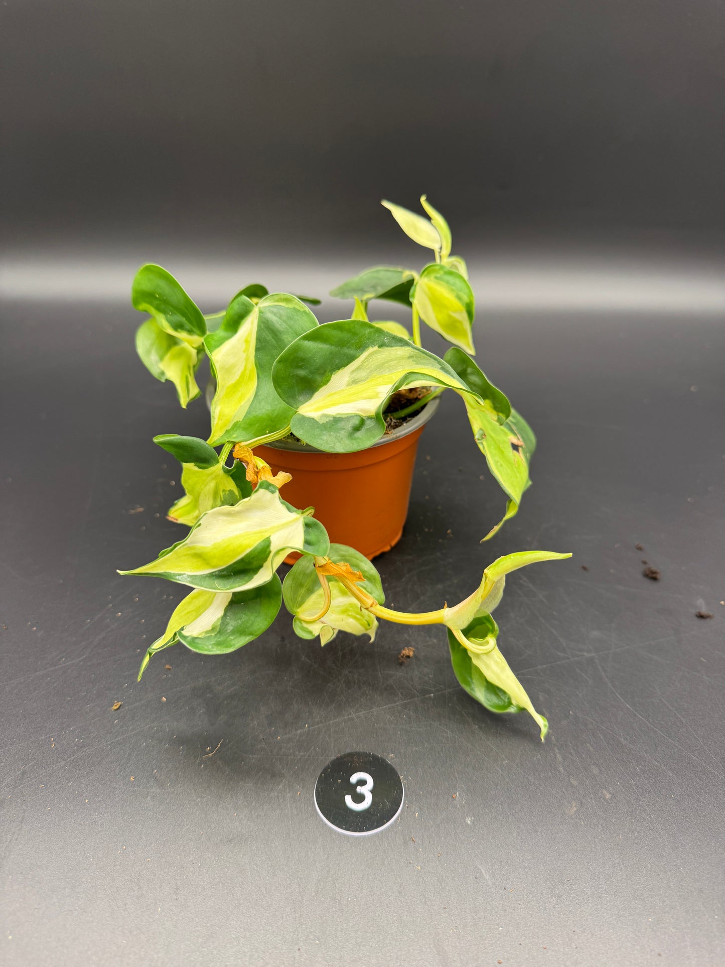 Philodendron Cream Splash