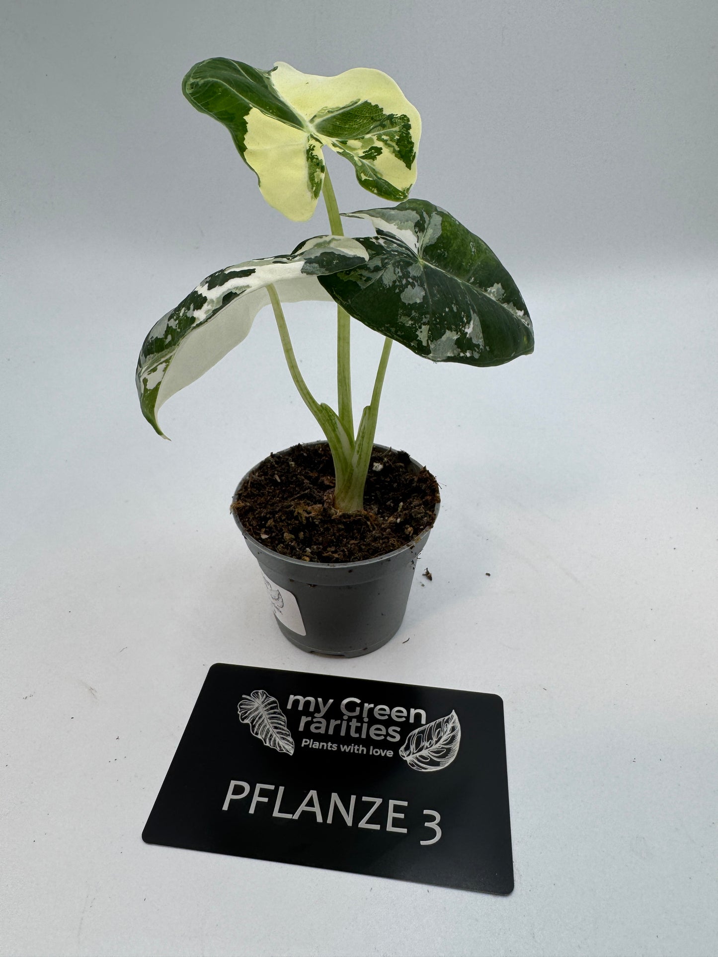 Alocasia Frydek variegata