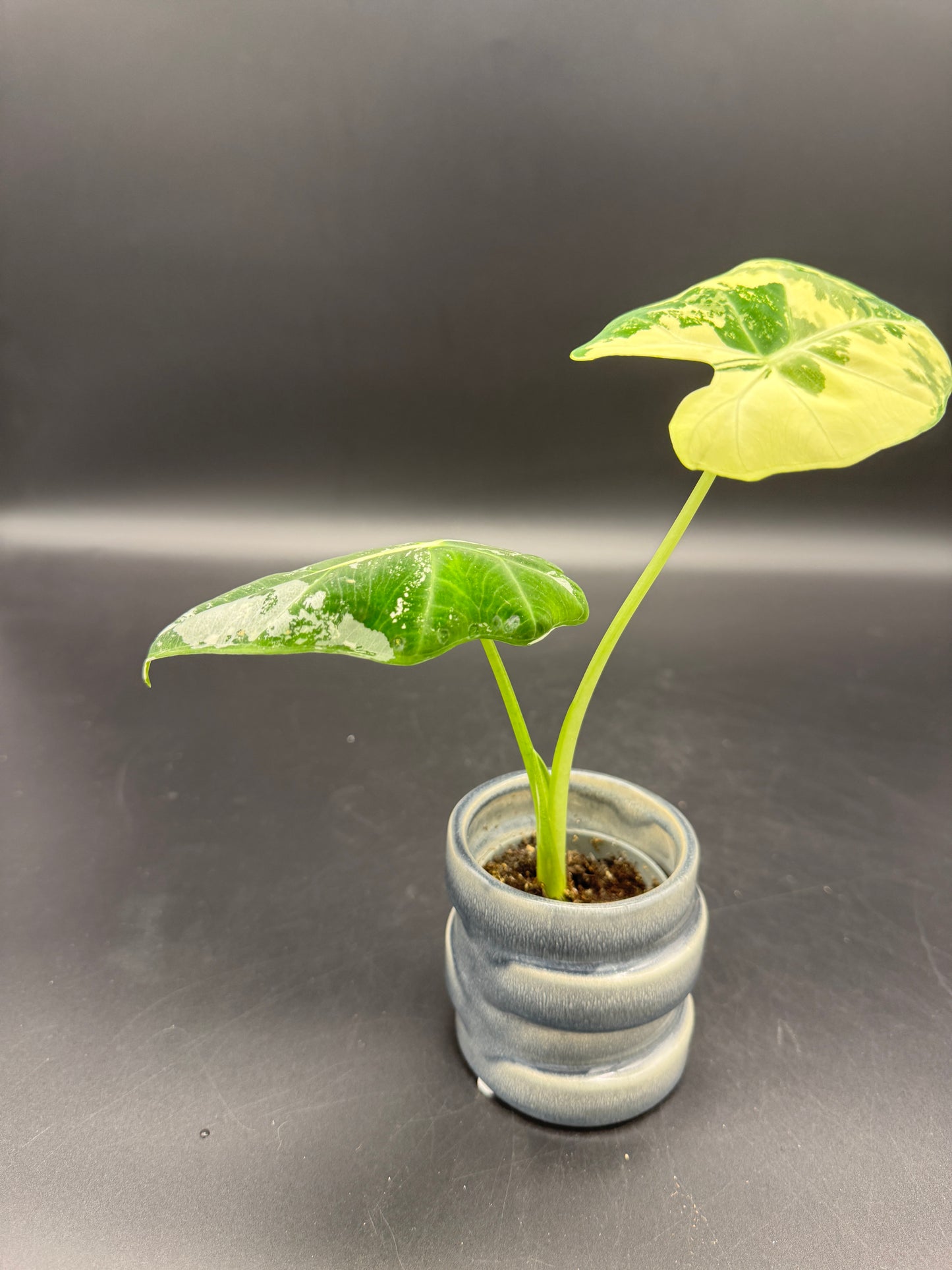 Alocasia Frydek variegata